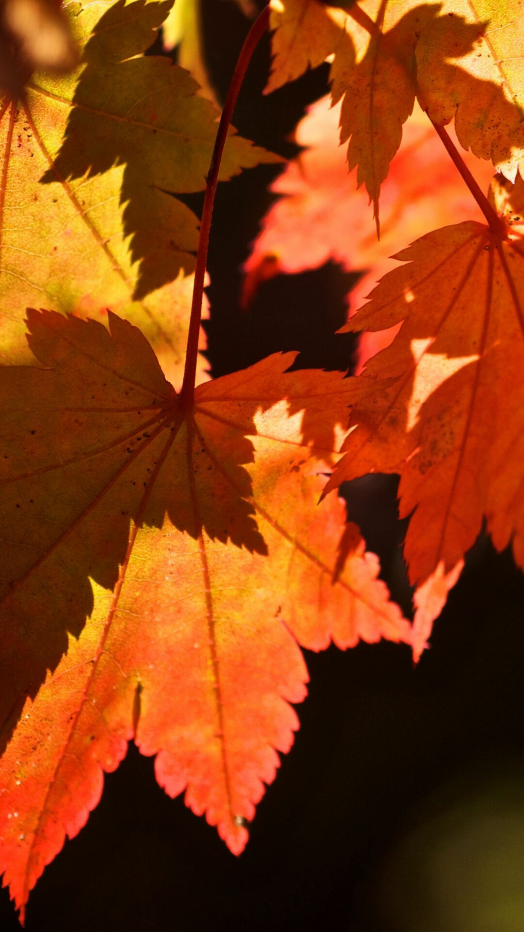 Leaf close-up, Stunning details, 1080x1920 Full HD Phone