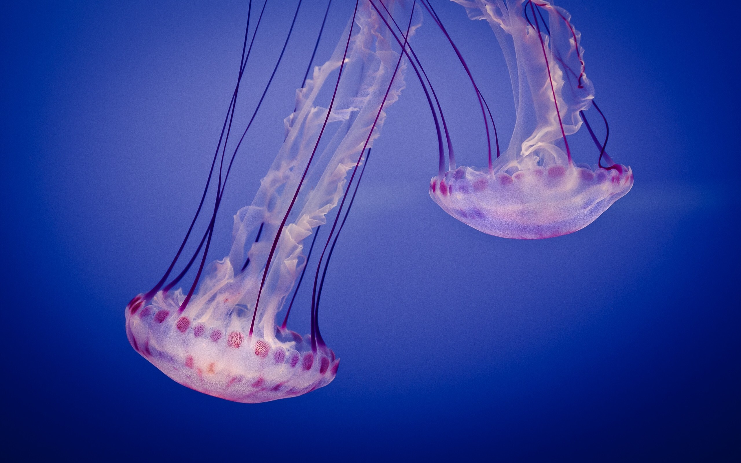 Underwater jellyfish, Glowing spectacle, Serene inhabitants, High-quality wallpapers, 2560x1600 HD Desktop