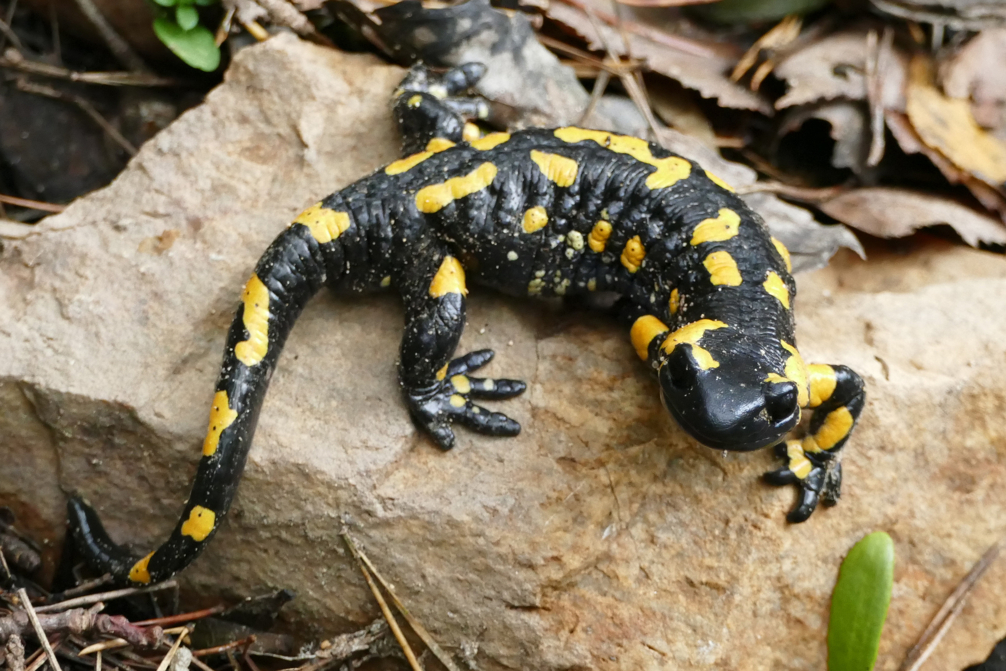 Fire salamander, Salamandra salamandra, Naturalist's observation, Striking colors, 2050x1370 HD Desktop