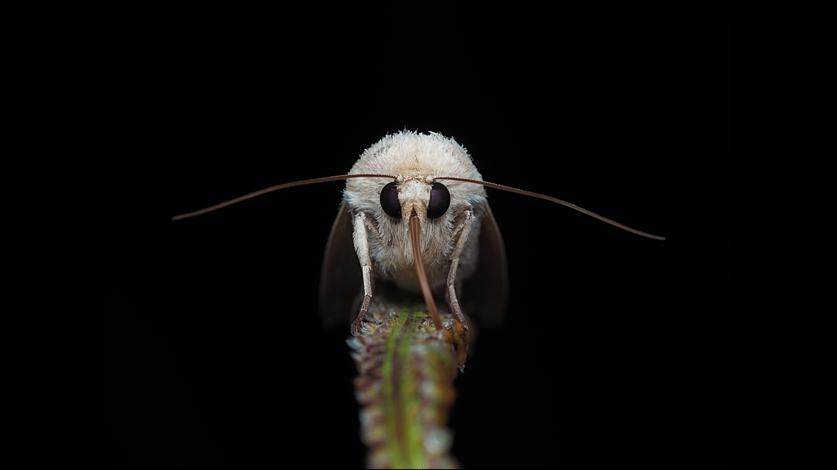 Moth in the wild, Intricate designs, Fluttering wings, Nocturnal insect, 2880x1620 HD Desktop