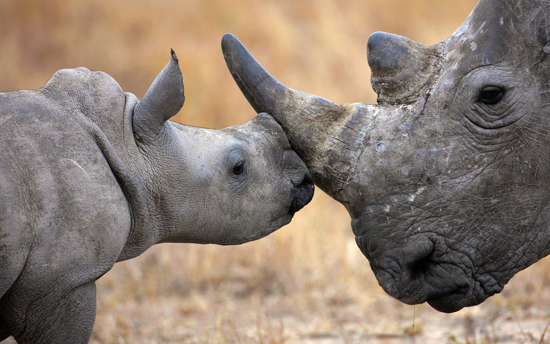 Adorable rhino wallpaper, Cute rhino image, Charming rhino depiction, Rhino picture with appeal, 1920x1200 HD Desktop