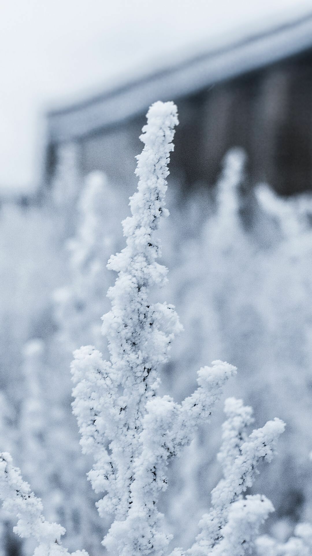 Snowy phone backgrounds, Winter beauty, 4K snow scenes, Nature's tranquility, 1080x1920 Full HD Phone