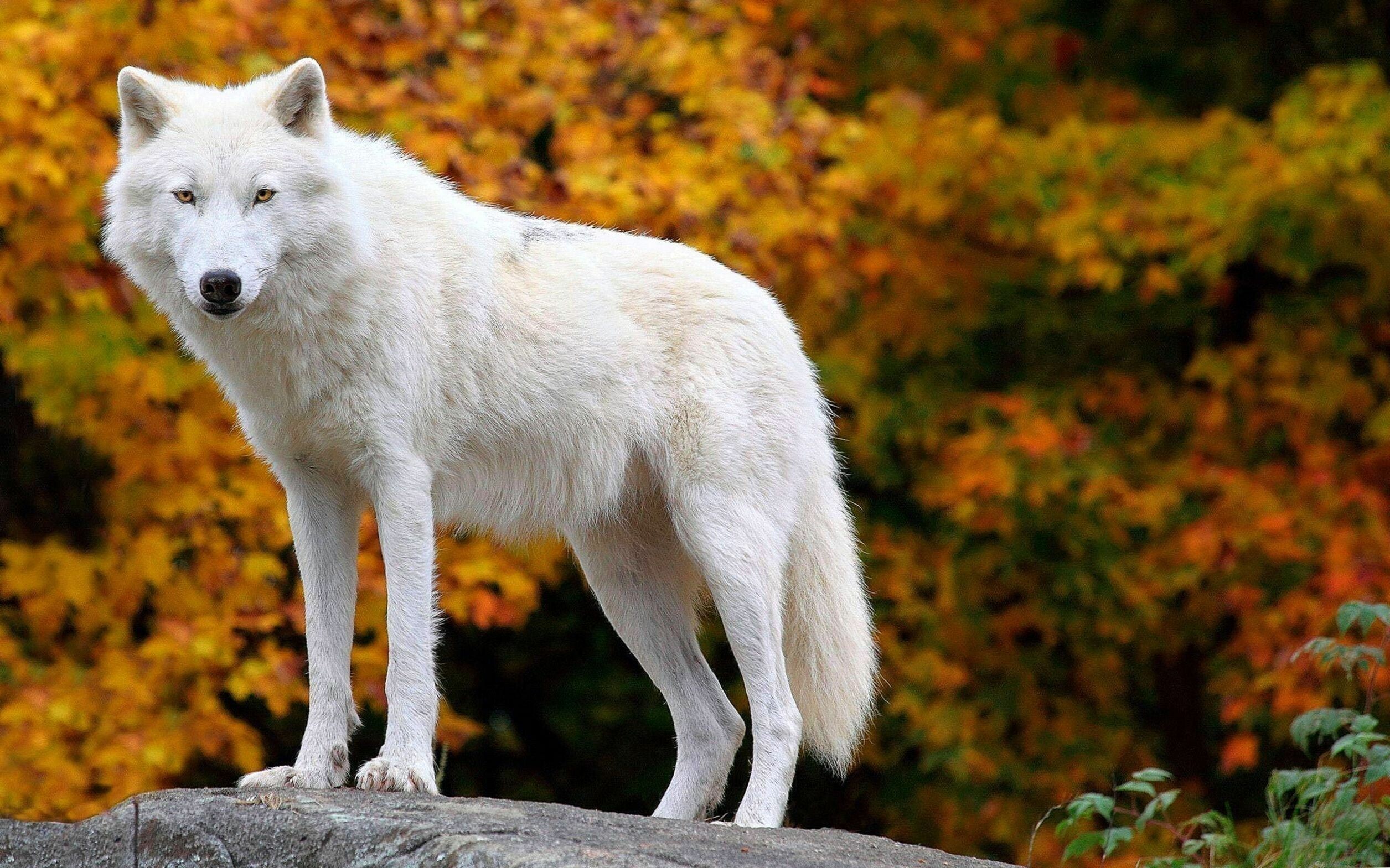 Arctic, Wolves Wallpaper, 2520x1570 HD Desktop