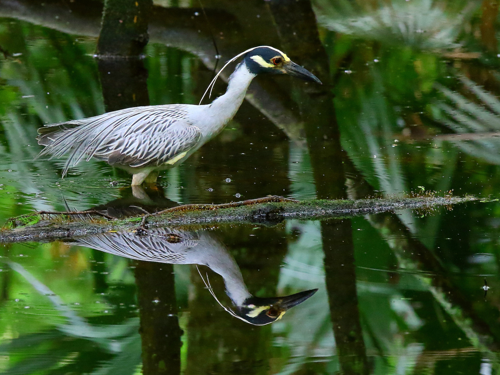 Louisiana travels, Swamp bird, Lake Martin, Food search, 1920x1440 HD Desktop