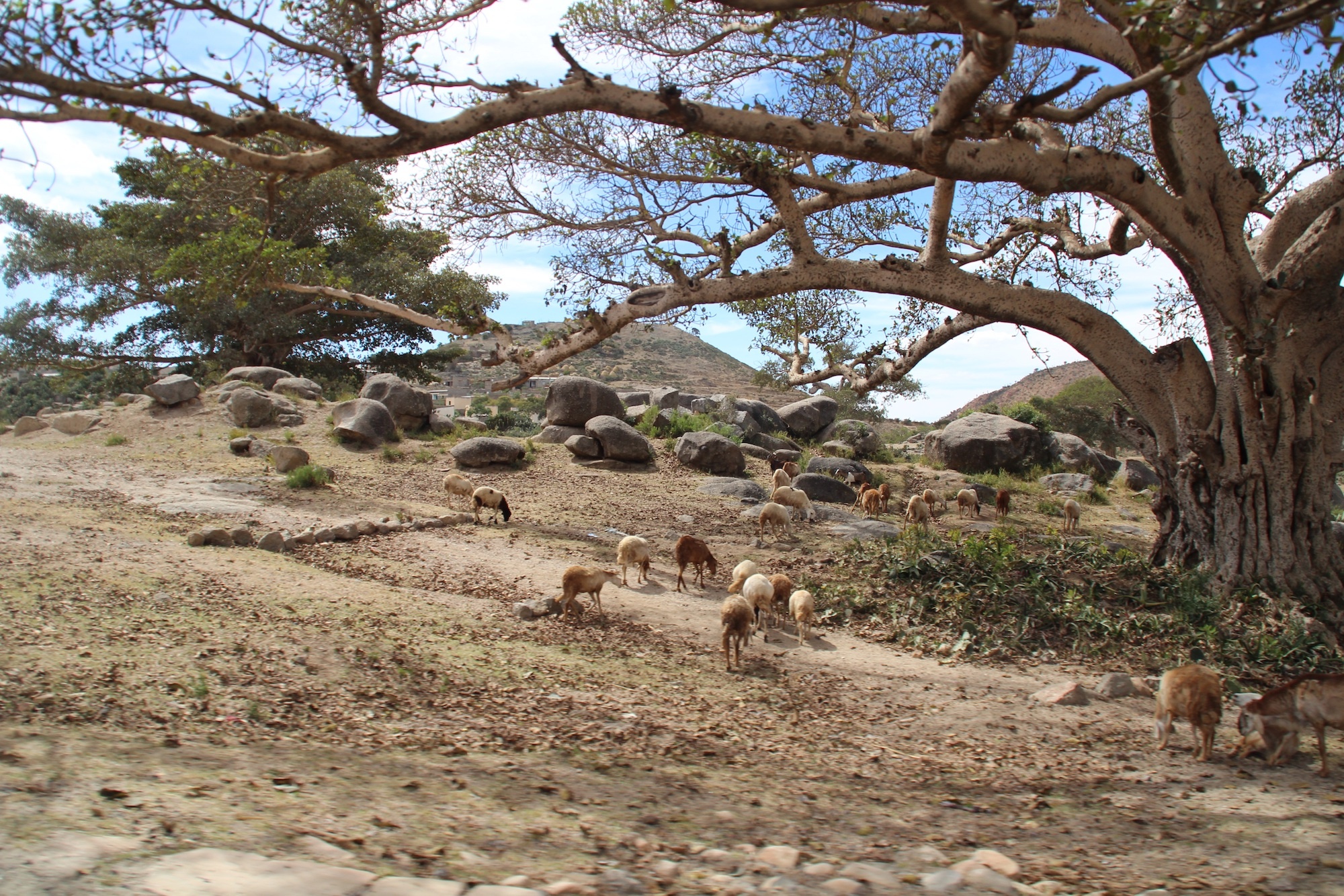 Eritrea, Suyana fundacin, Travels, Charity, 2000x1340 HD Desktop