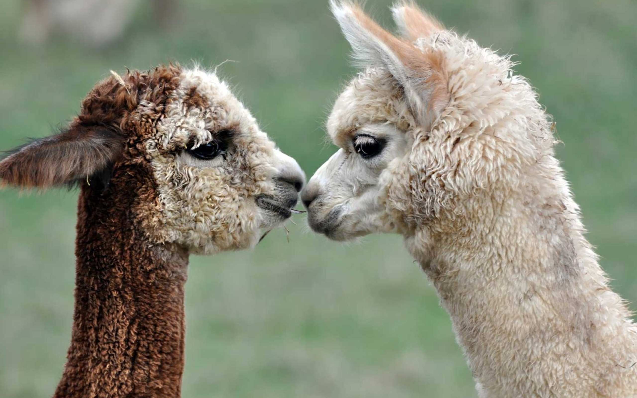 Siblings, Alpacas Wallpaper, 2560x1600 HD Desktop