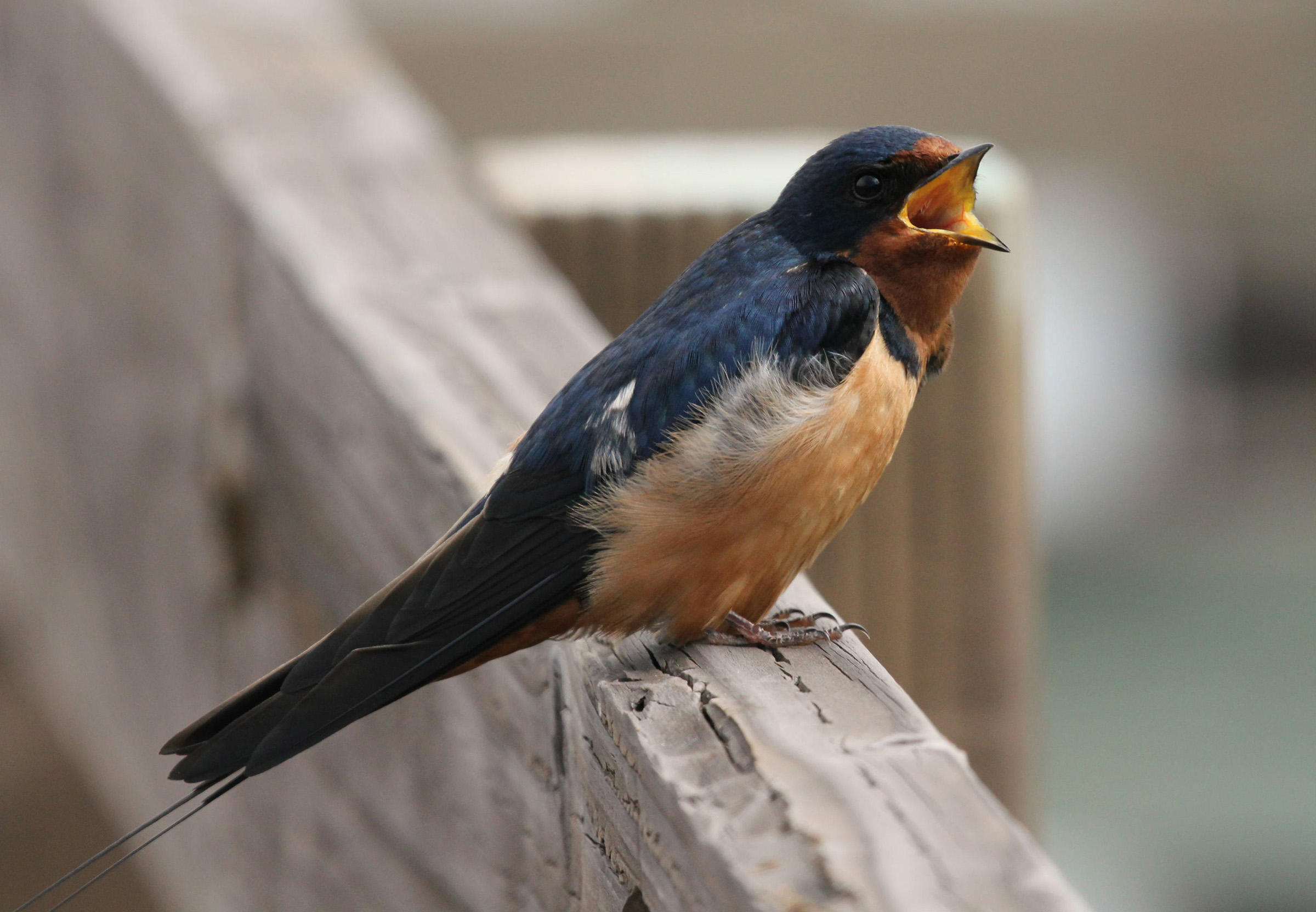 Swallow, Delicate bird species, Animal HQ, 4K wallpapers, 2400x1670 HD Desktop