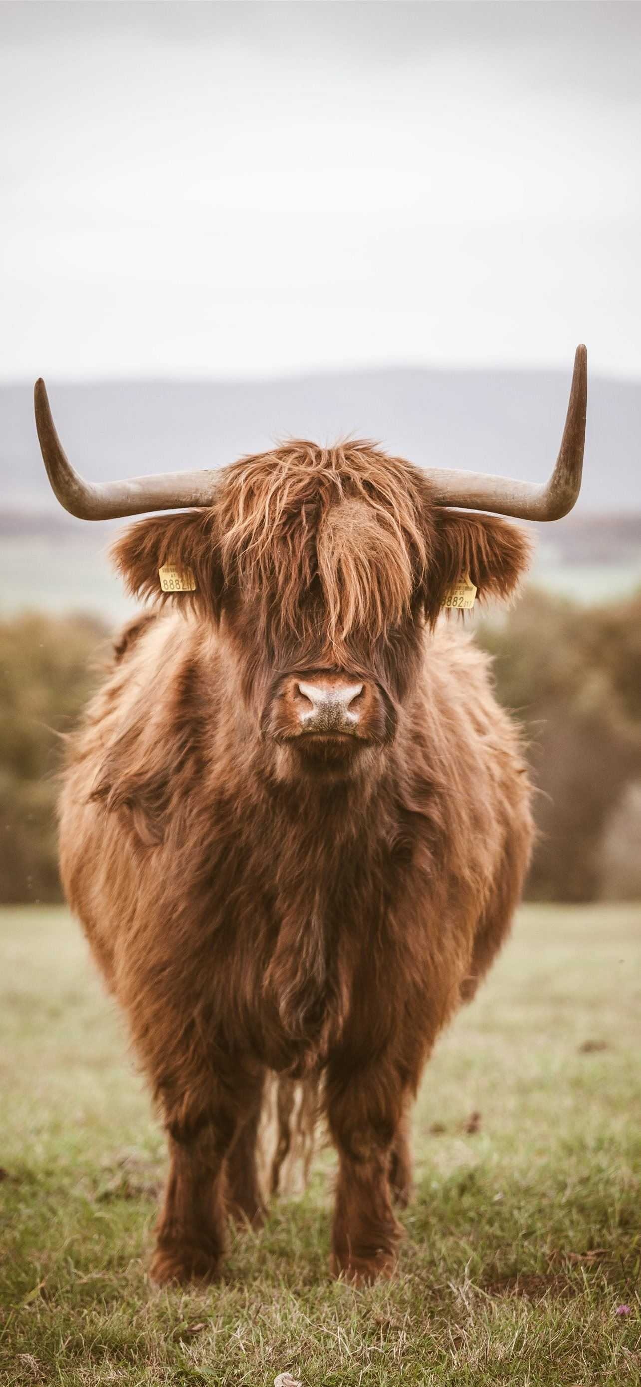 Brown cow beauty, Unique coat color, Aesthetic wallpaper, Natural beauty, 1290x2780 HD Phone