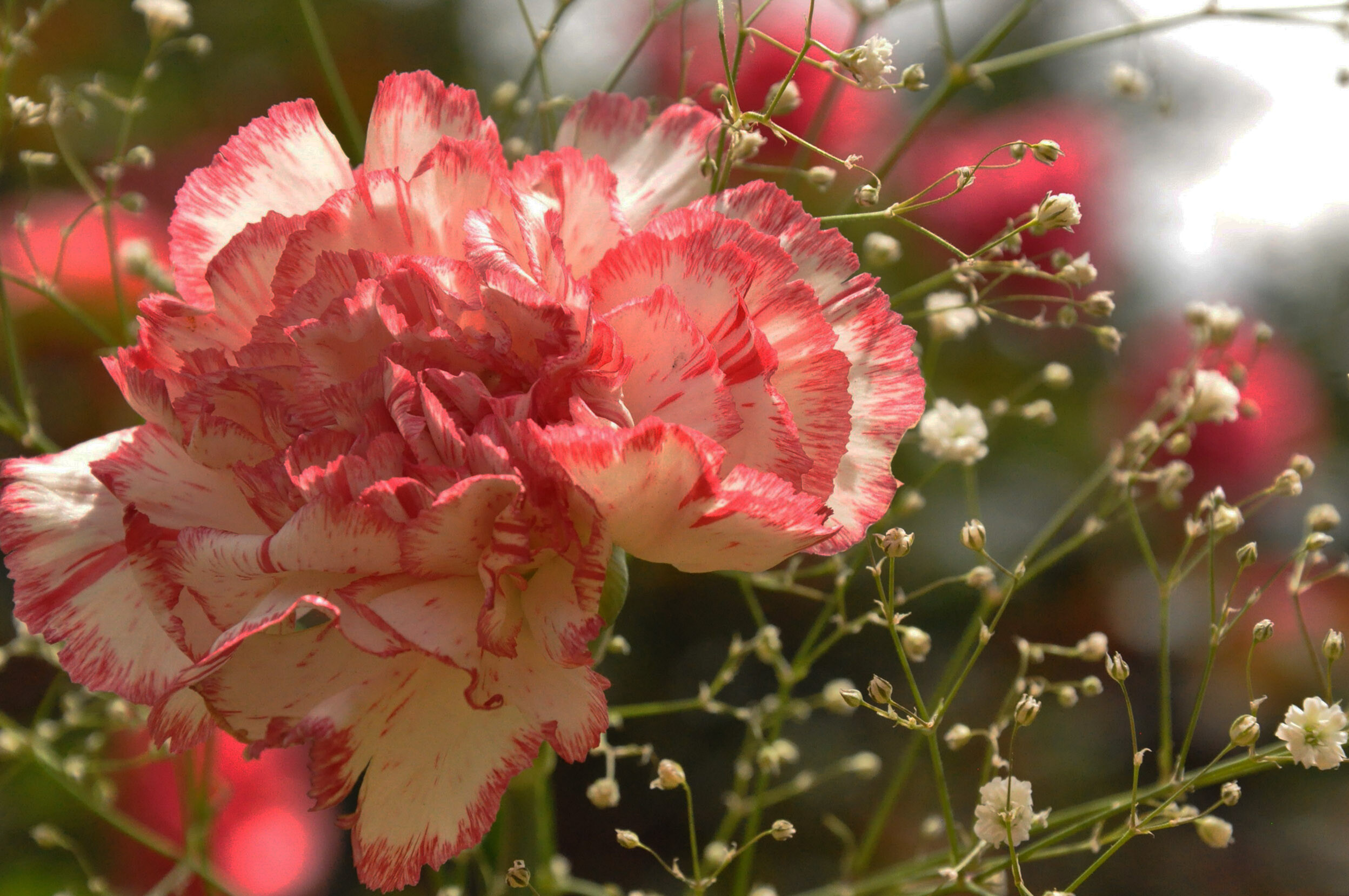 Beautiful carnation, Flower 62, Nature, 2500x1660 HD Desktop