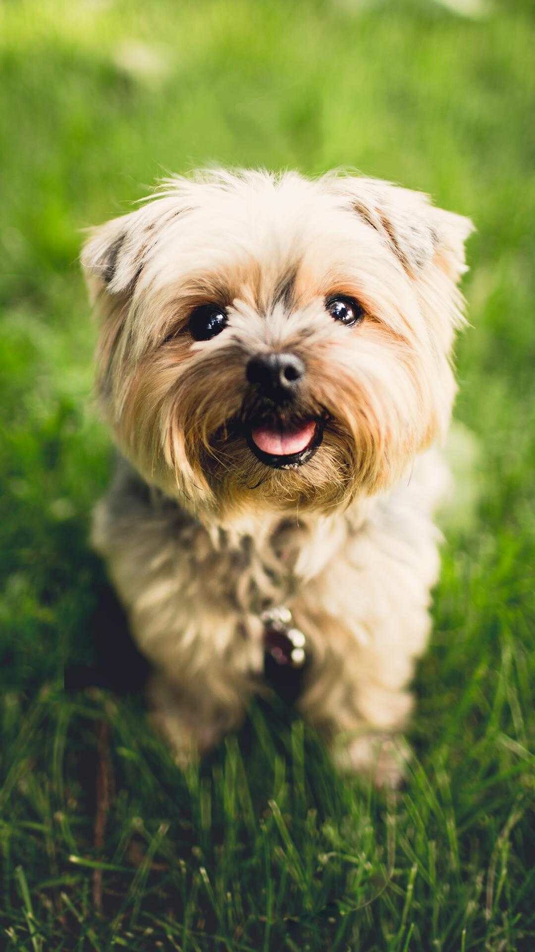 Playful puppy, Cute dog, Puppy wallpaper, Cute animal, 1080x1920 Full HD Phone