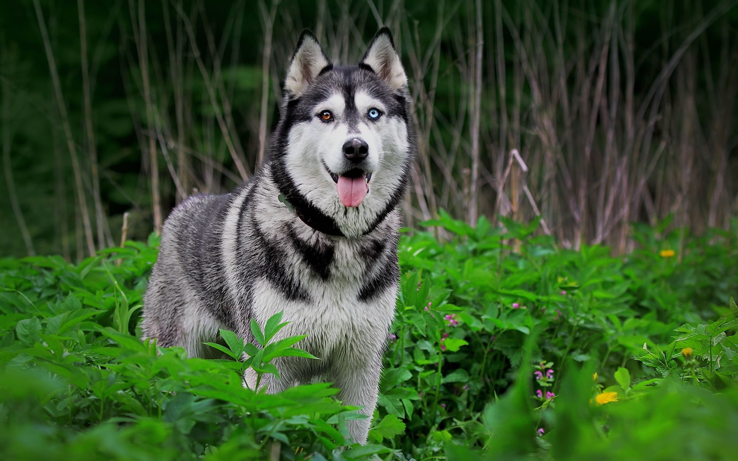 Husky puppies, Cute and playful, Blue-eyed beauties, Irresistible charm, 2560x1600 HD Desktop