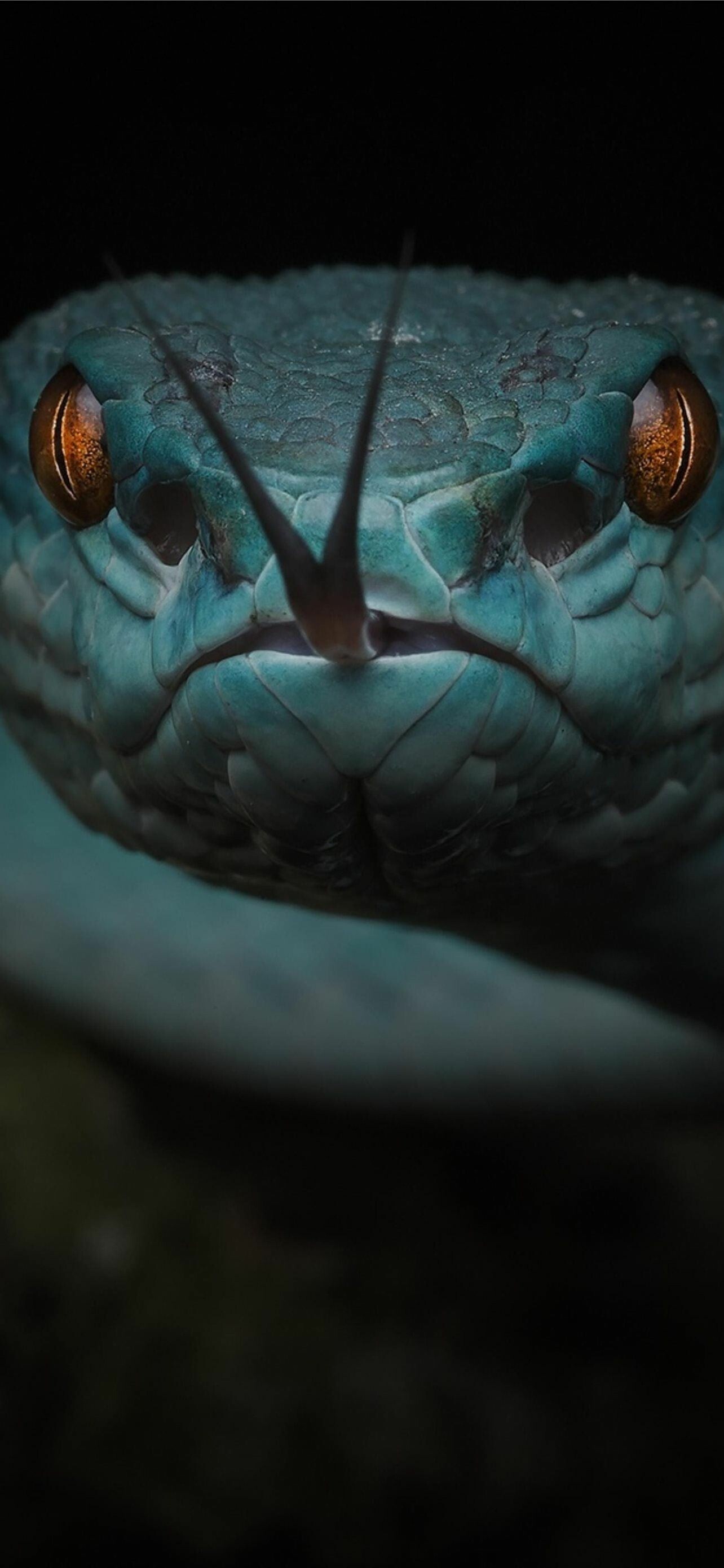 Android wallpaper snakes, Digital snake art, Technological serpents, Futuristic visuals, 1290x2780 HD Phone