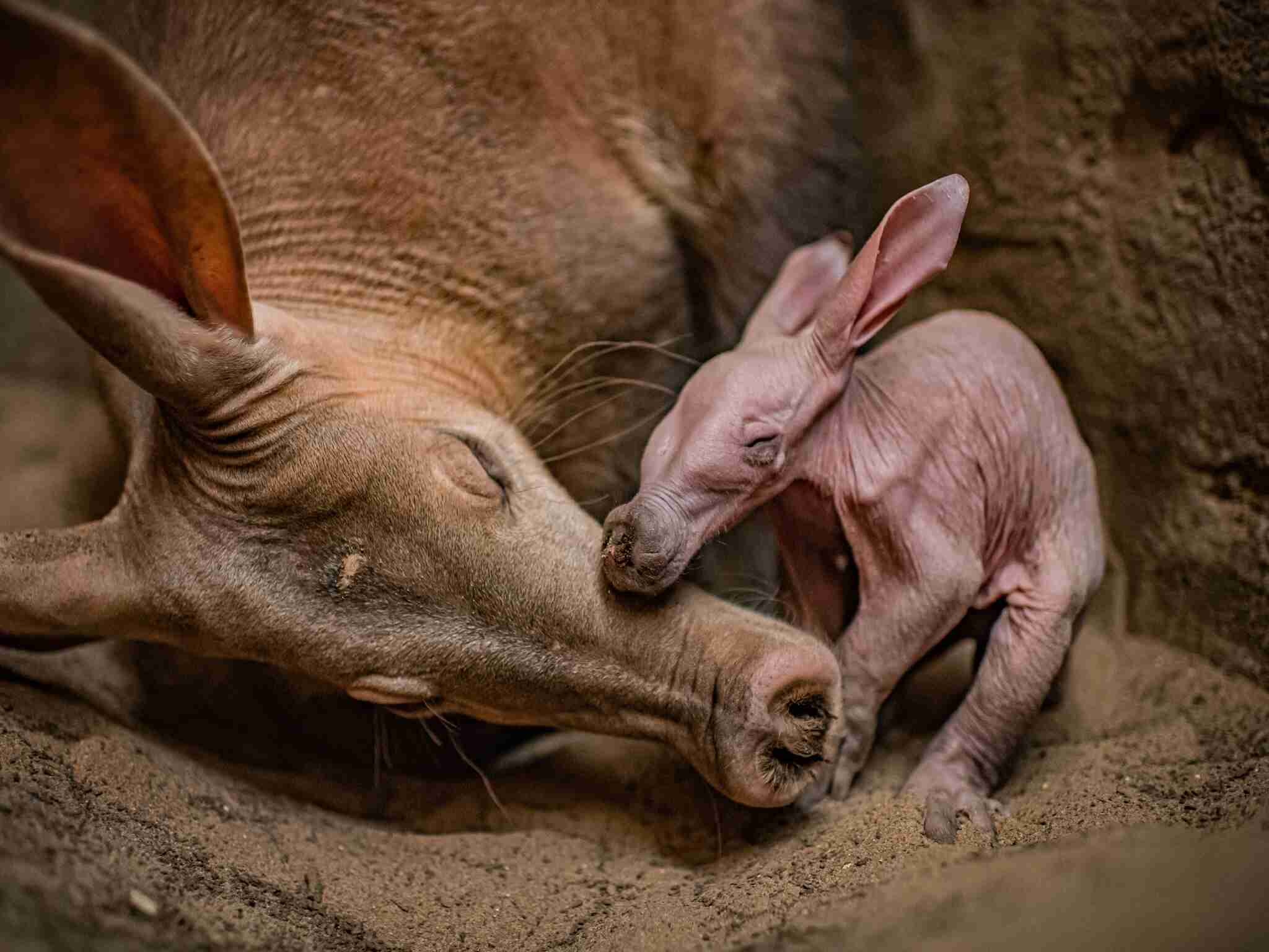 Aardvark, Newborn dobby, Harry potter house elf, Cute, 2050x1540 HD Desktop