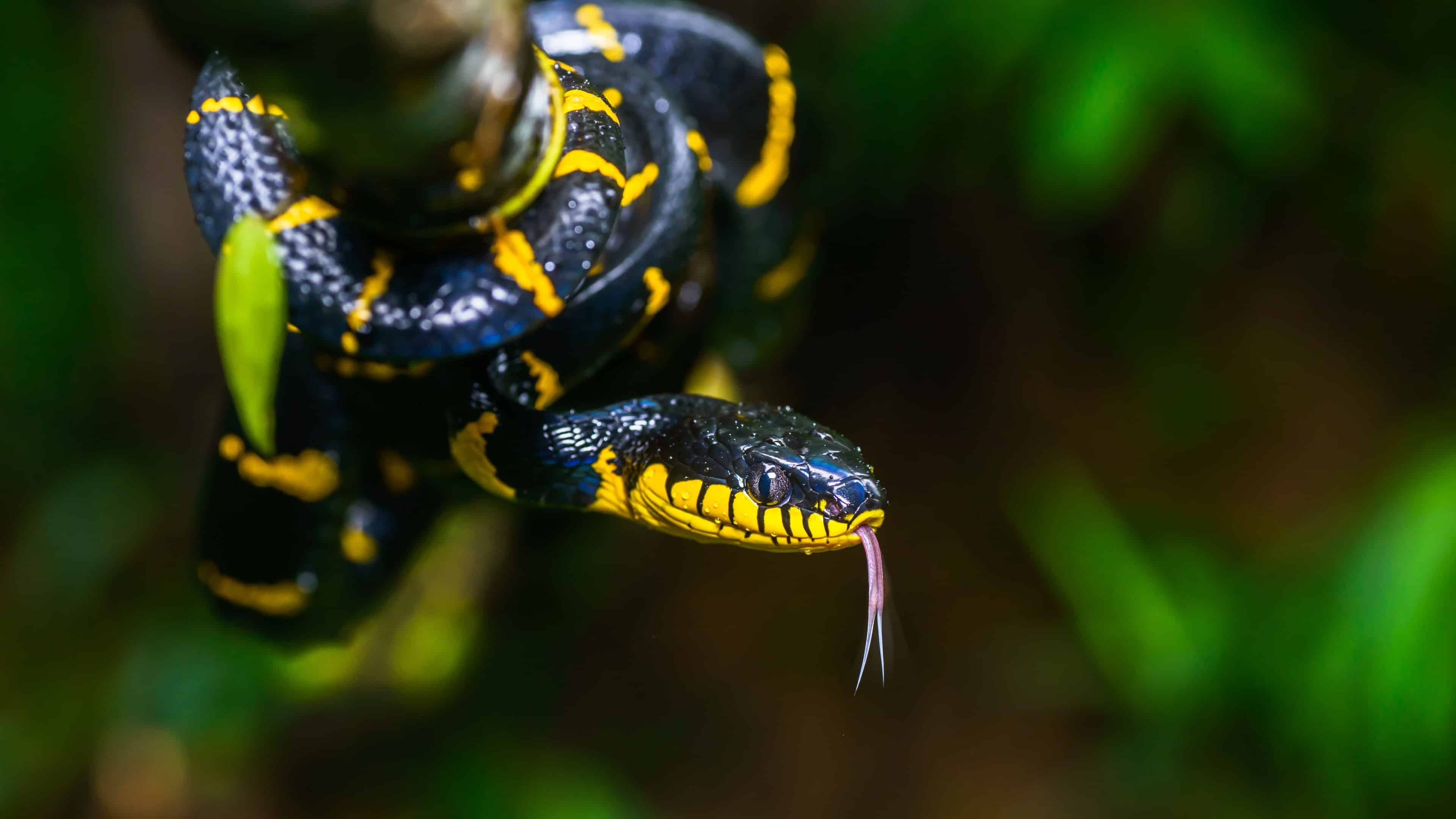 Mangrove snake, UHD 4K wallpaper, Tropical reptile, Colorful scales, 3840x2160 4K Desktop