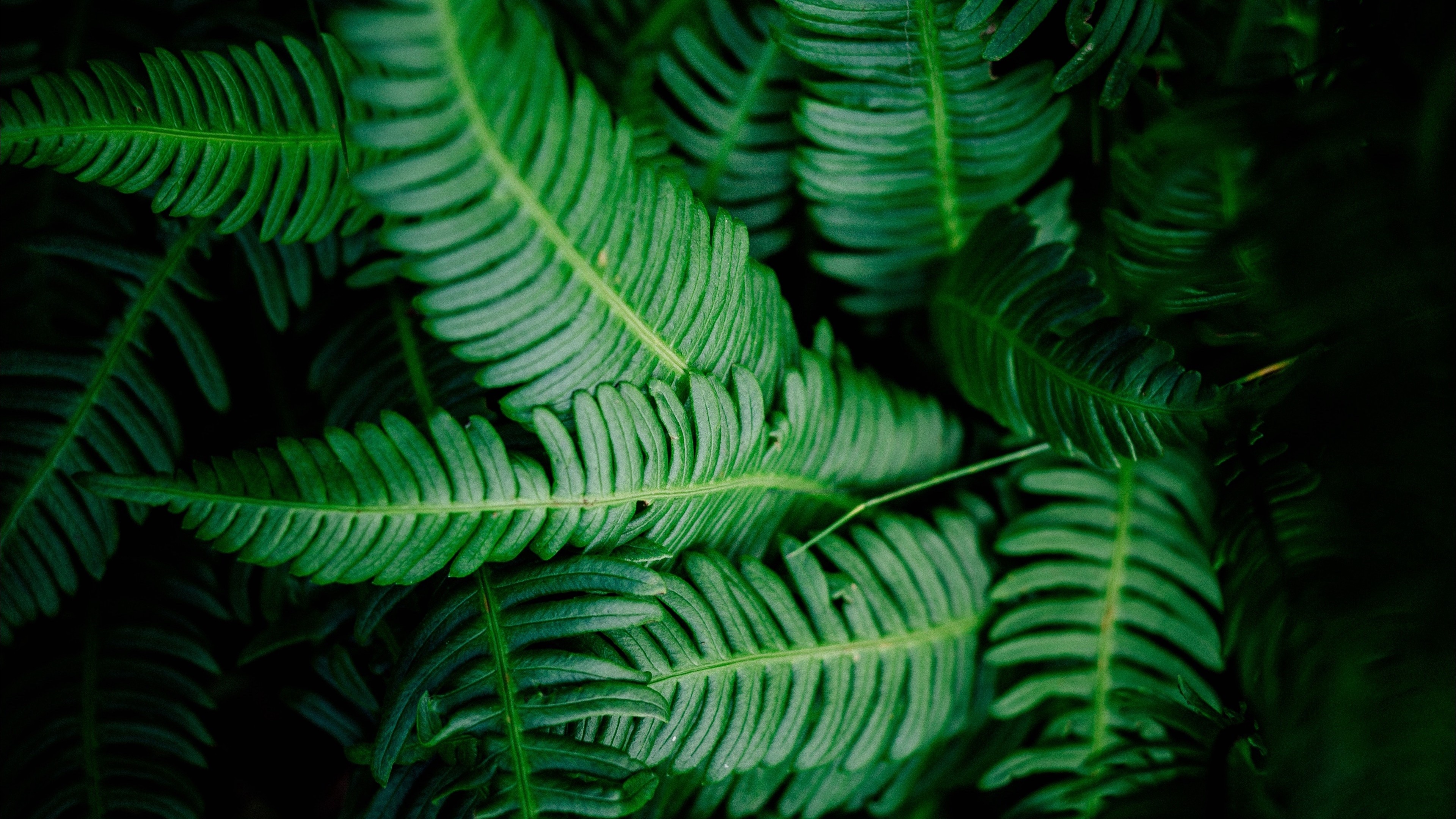 Fern, Green Leaf Wallpaper, 3840x2160 4K Desktop