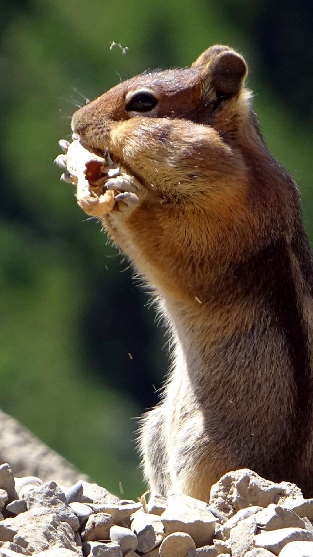 Chipmunk, Animals, Wallpaper, Chipmunk, 1080x1920 Full HD Phone