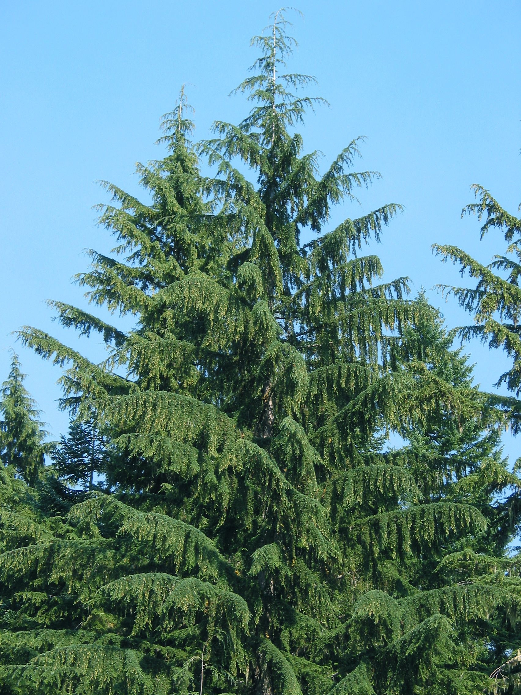 Western hemlock, Nature's beauty, Wild flowers, Lush landscapes, 1710x2280 HD Phone