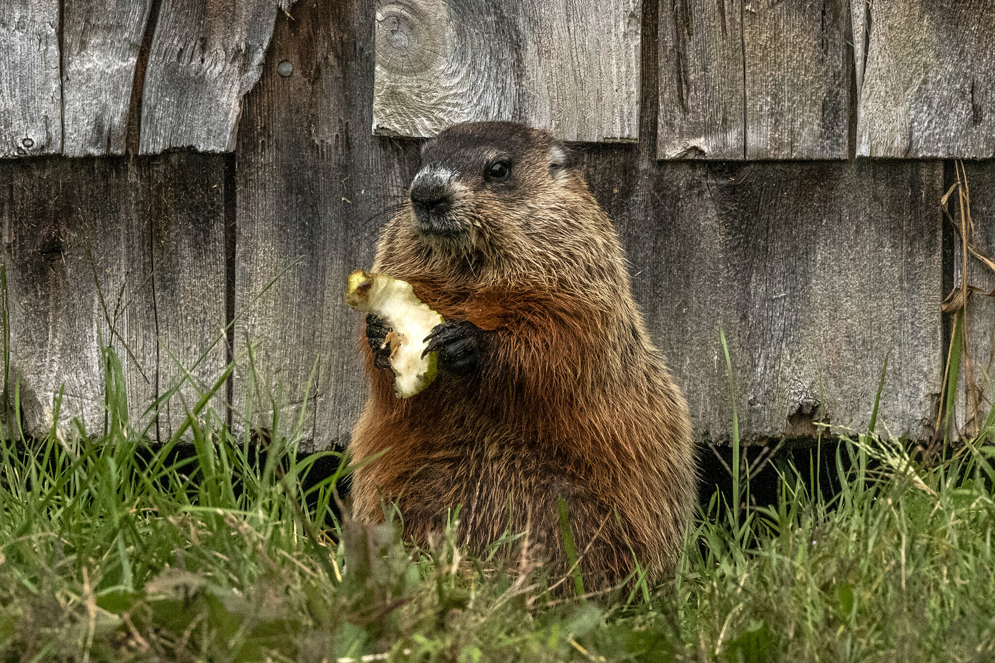 Groundhog Day munching, Emerging marmots, Scientific shadows, Fascinating behavior, 2050x1370 HD Desktop