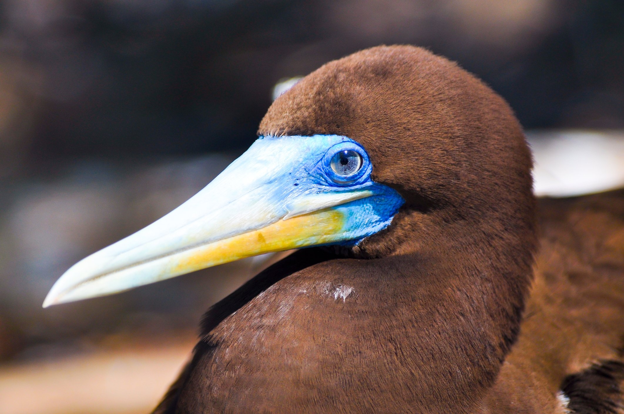 Sophisticated seabird, Australian Geographic, Brown booby, Booby, 2130x1420 HD Desktop