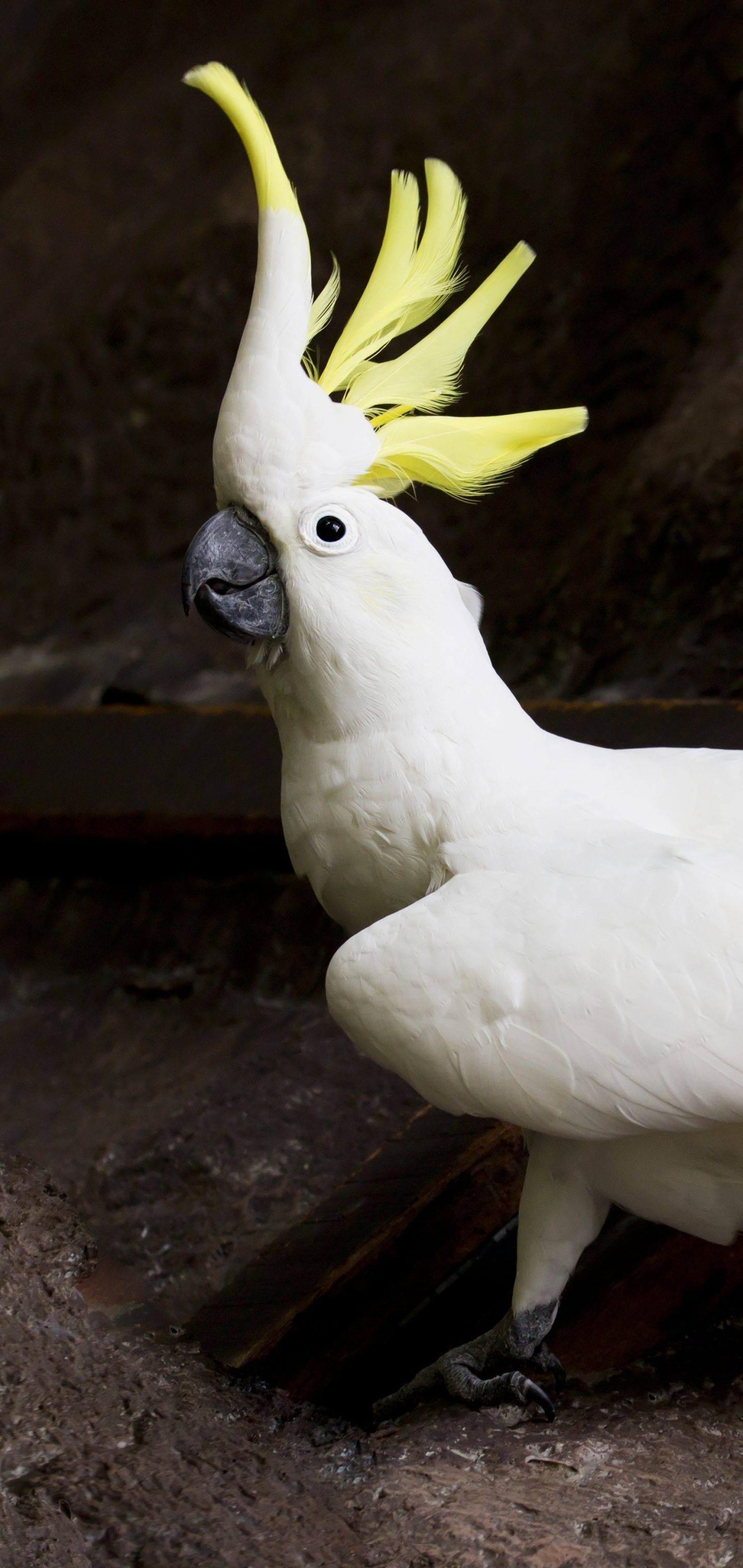 Cockatoo, Animals, Top Free Wallpapers, Cockatoo, 1440x3040 HD Phone