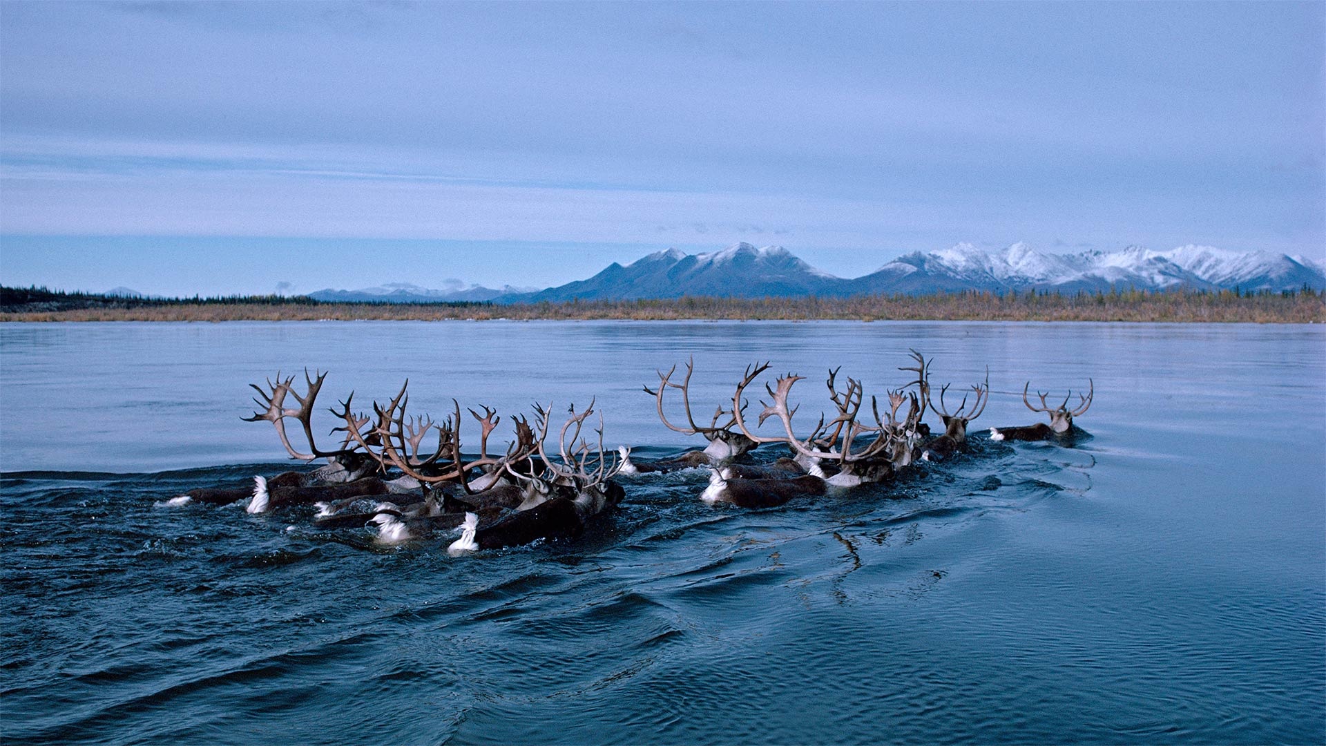 Kobuk River, Caribou Wallpaper, 1920x1080 Full HD Desktop