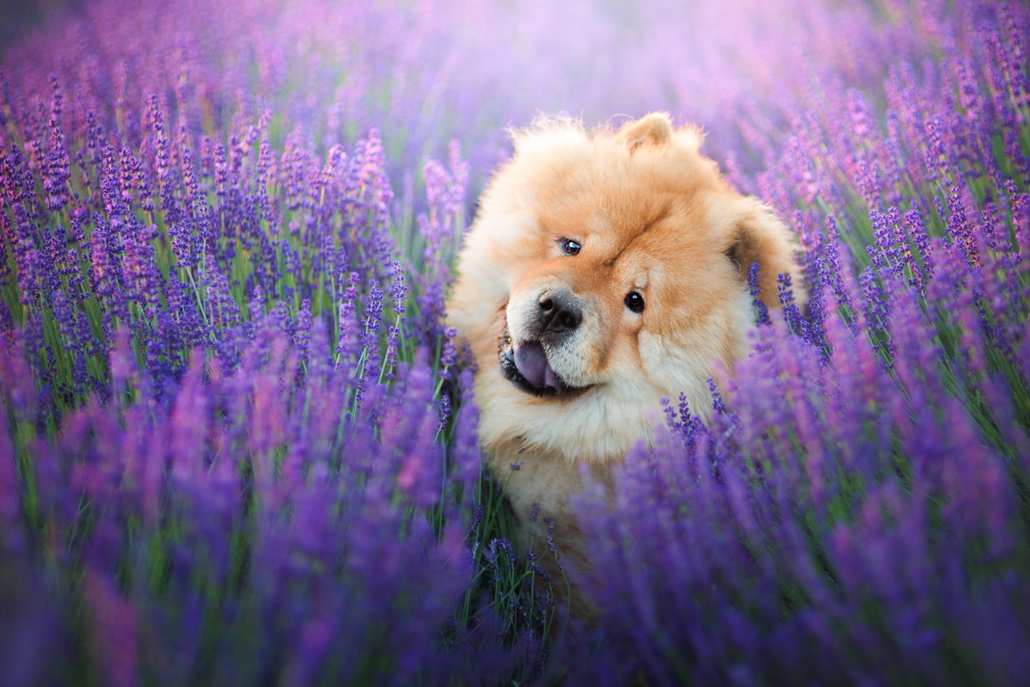 Chow Chow wallpaper, Stylish display, Stunning visuals, Captivating, 2050x1370 HD Desktop