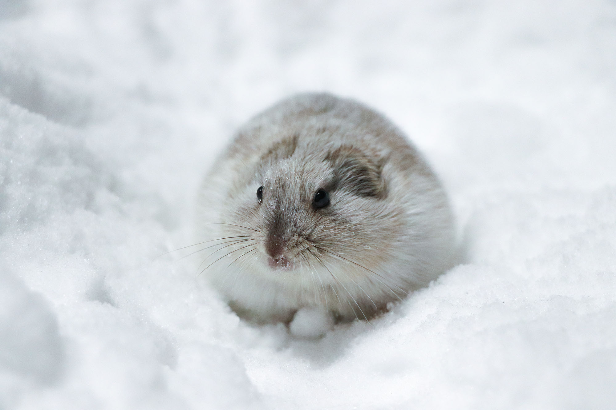 Lemming, Climate change impact, Arctic microcosm, Smallest mammal affected, 2000x1340 HD Desktop