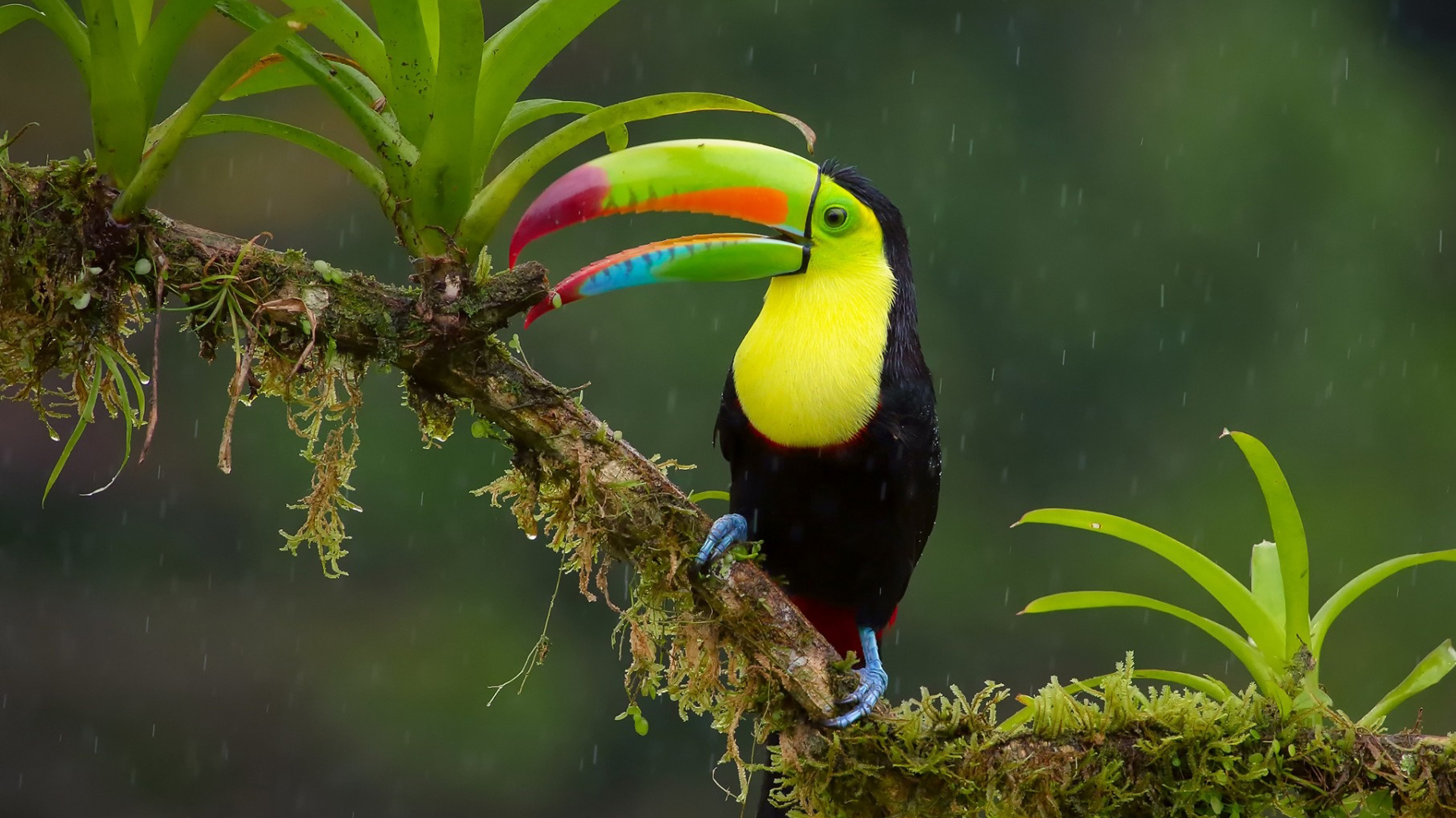 Toucan, 65 unique wallpapers, Colorful plumage, Exquisite bird, 3840x2160 4K Desktop