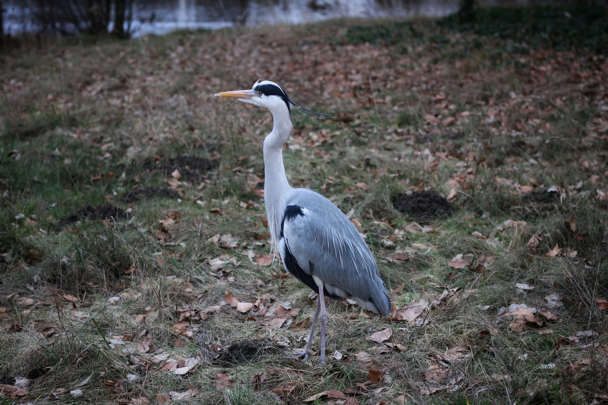 Grey Heron, One of my favs, Rberlin, 2050x1370 HD Desktop