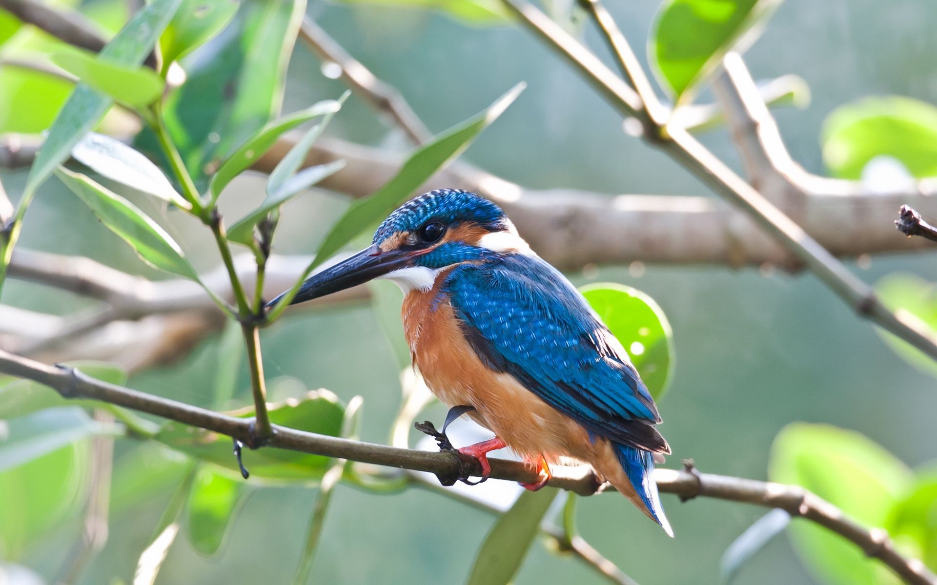 Kingfisher, Vibrant plumage, Aquatic bird, Skilled diver, 1920x1200 HD Desktop