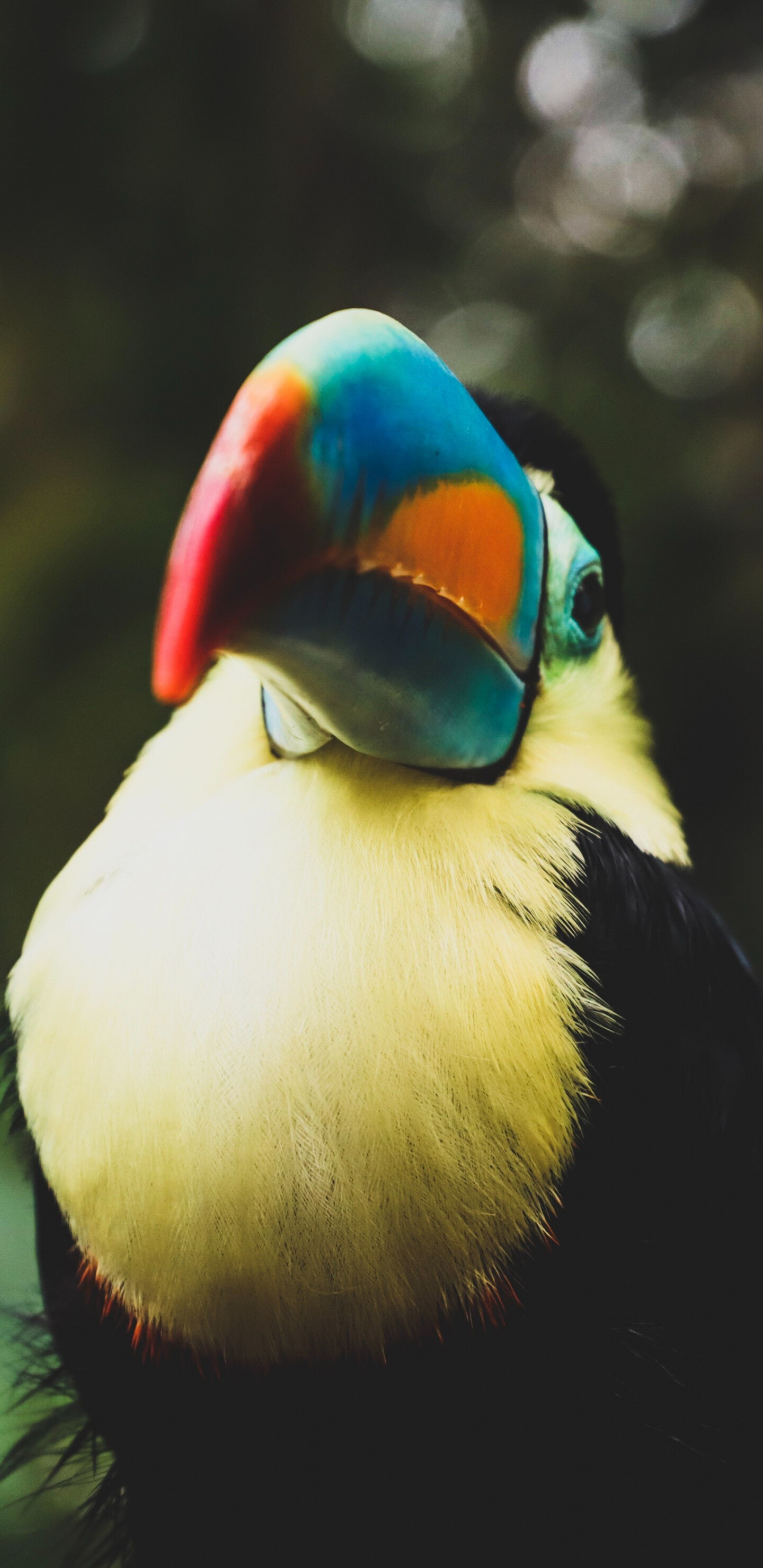 Toucan colorful beak bird, Samsung Galaxy, 1440x2960 HD Phone