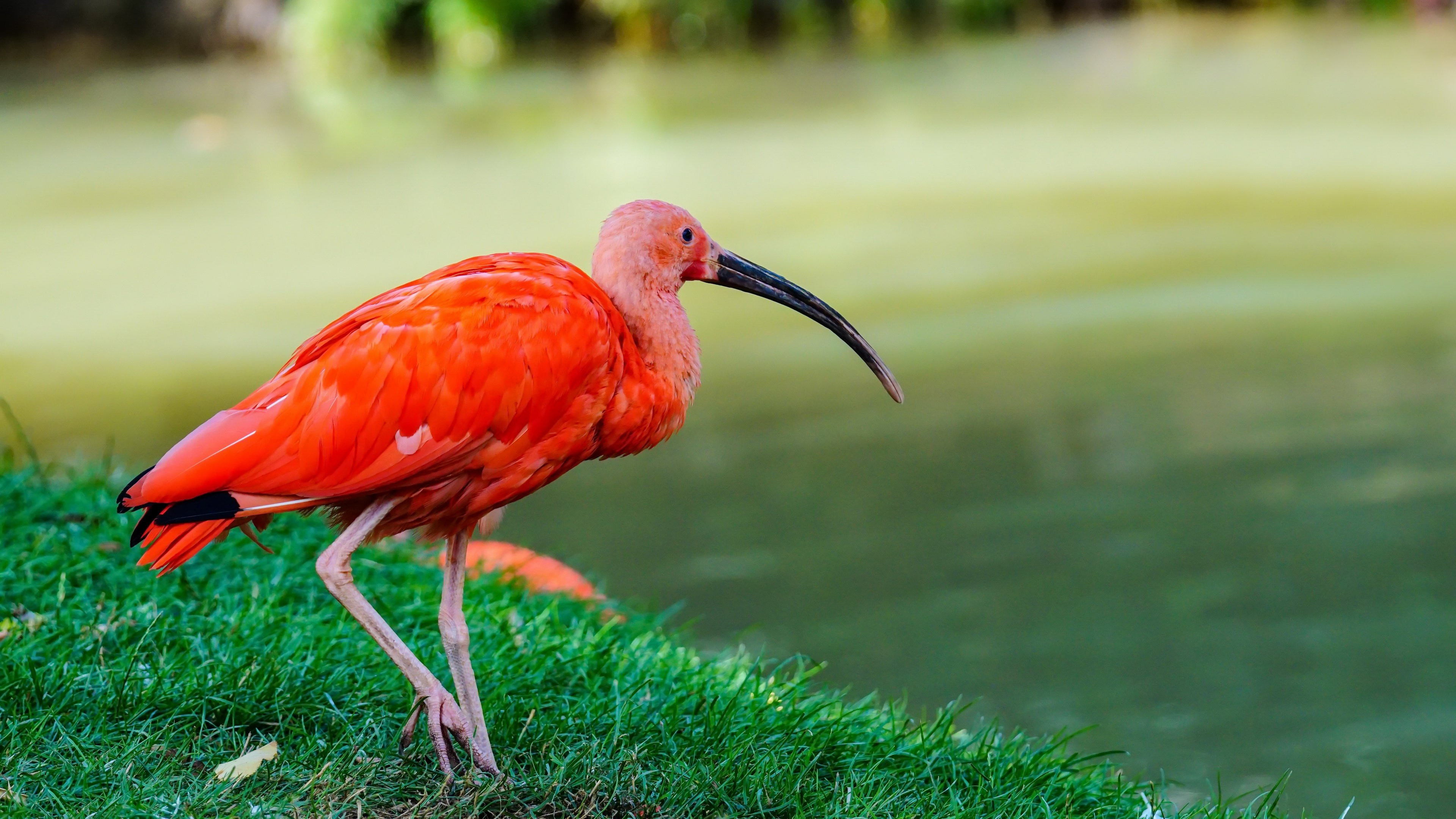 Trinidad and Tobago travels, Ibis HQ background, Desktop wallpaper, Caribbean nation, 3840x2160 4K Desktop