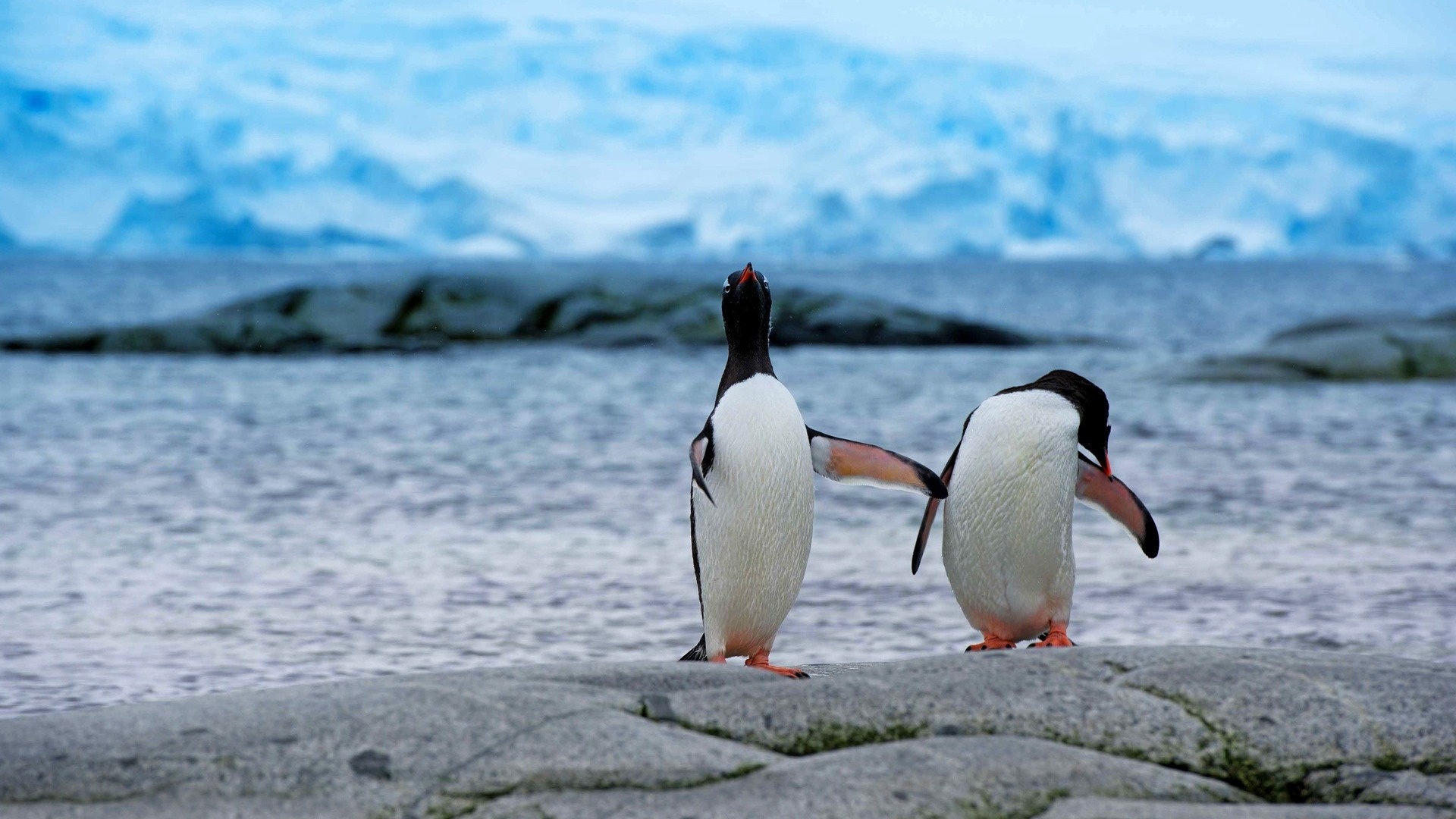 Antarctic continent, Penguin paradise, Kde store, Penguin exploration, 1920x1080 Full HD Desktop