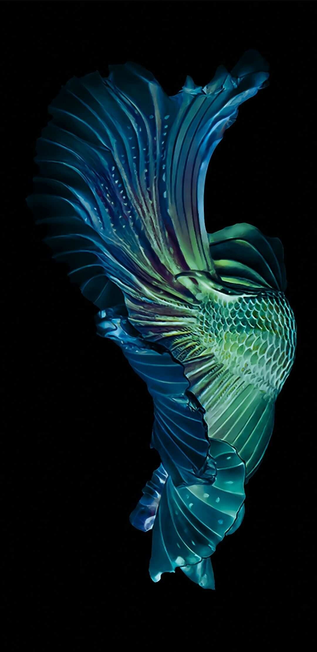 Betta fish, HD wallpapers, Graceful creatures, Vibrant colors, 1080x2220 HD Phone