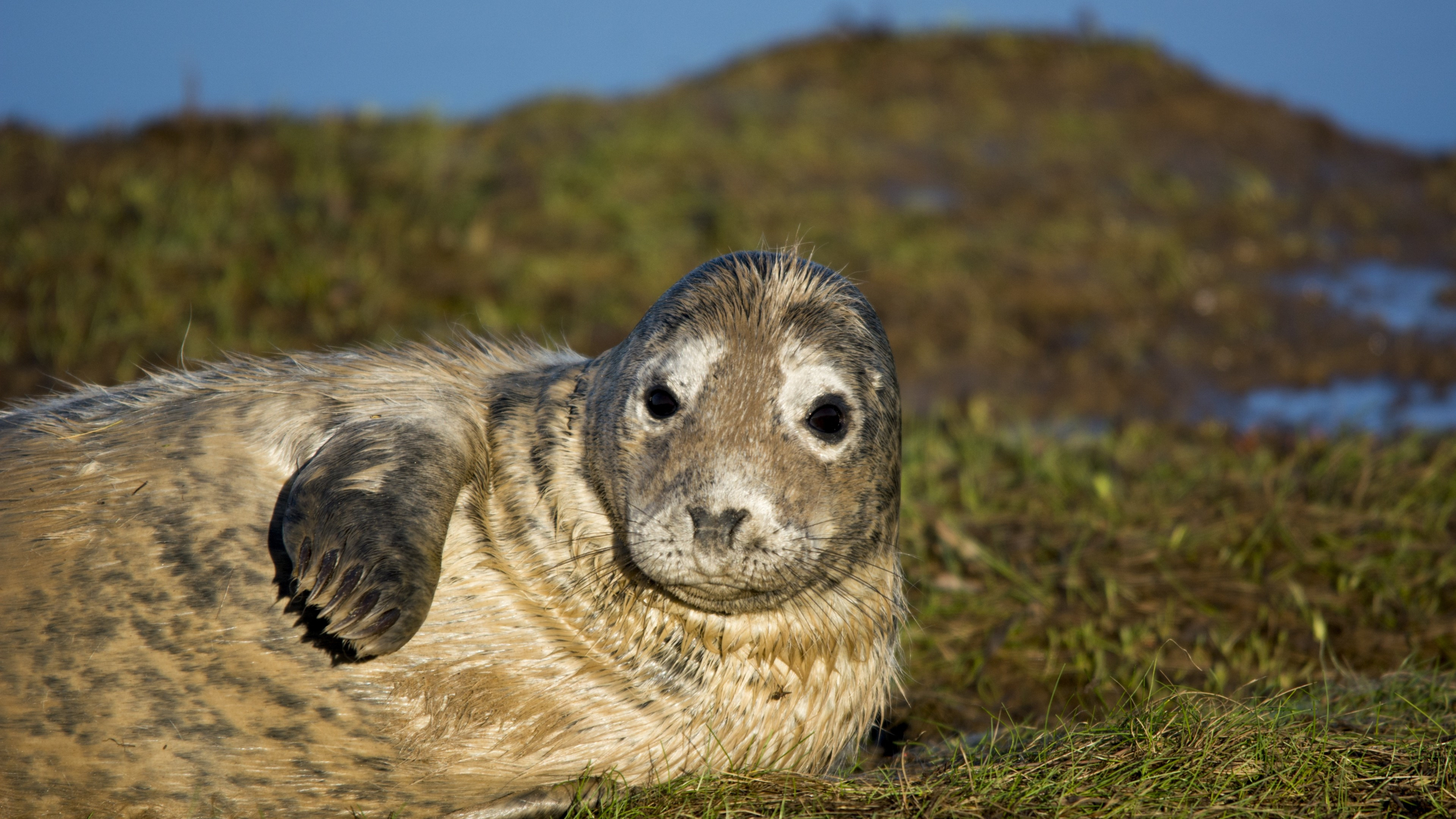 Seal resting on grass, UHD TV wallpaper, Clawed beauty, Relaxing natural environment, 3840x2160 4K Desktop