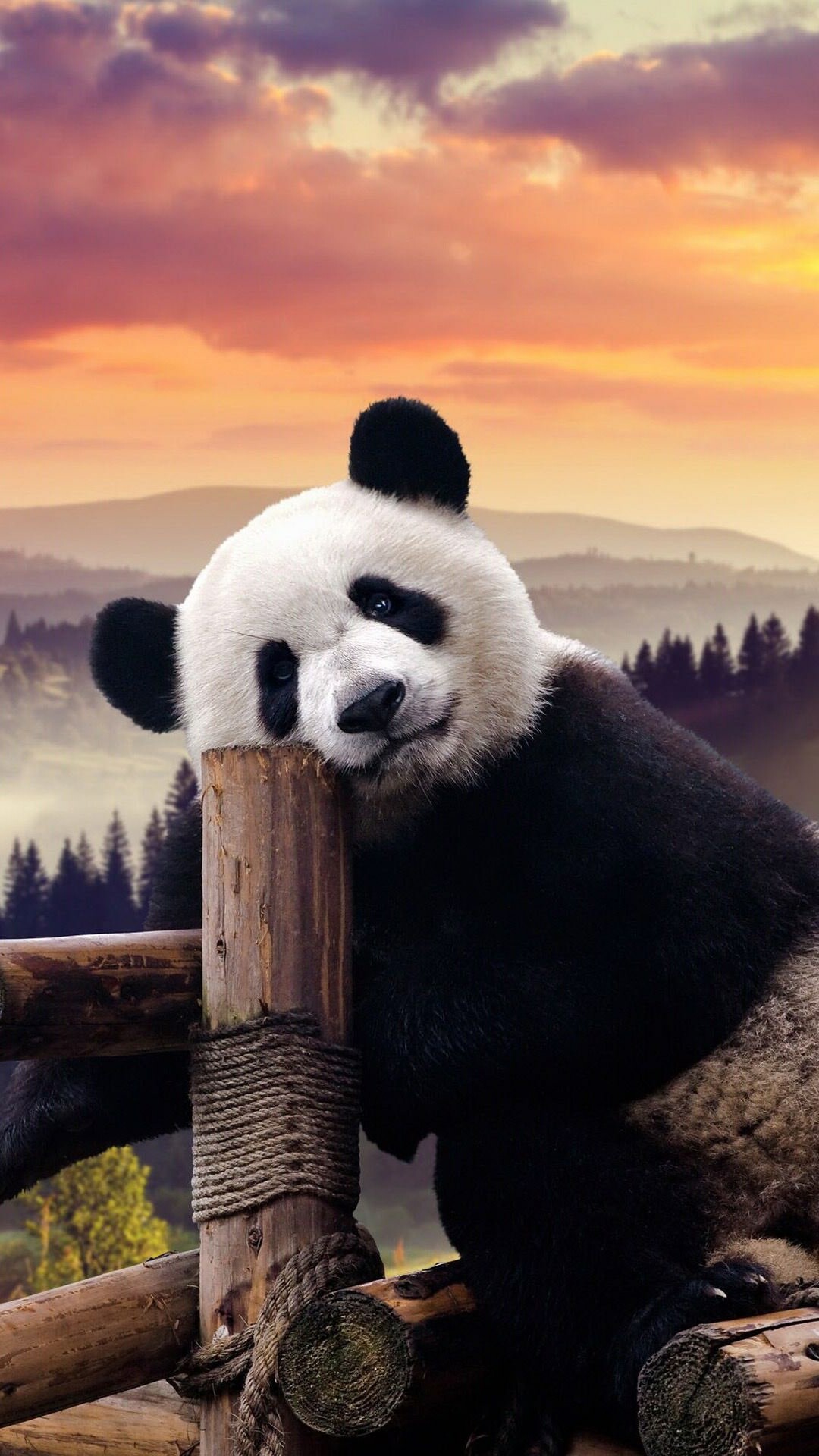 Awesome panda wallpaper, Panda power, 1080x1920 Full HD Phone