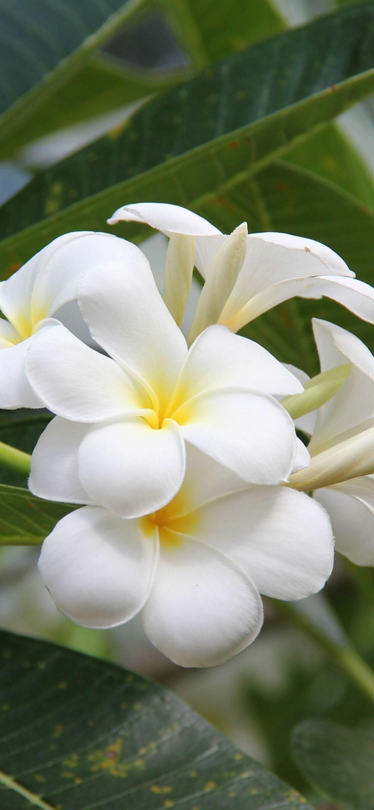 Frangipani wallpapers, iPhone XS Max delight, Super Retina beauty, Nature's HD charm, 1250x2690 HD Phone