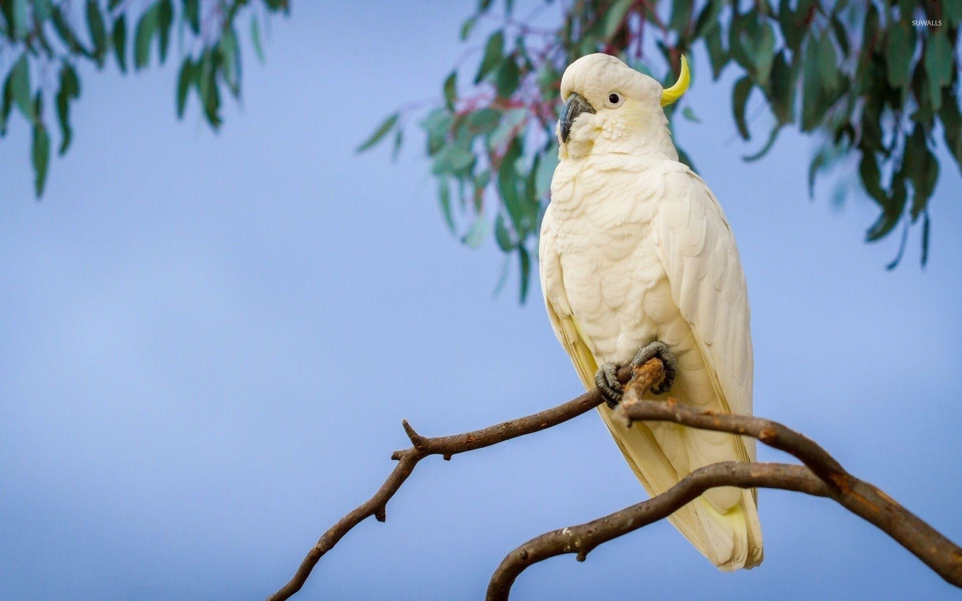 Cockatoo, Animals, Top Free Wallpapers, Cockatoo, 1920x1200 HD Desktop