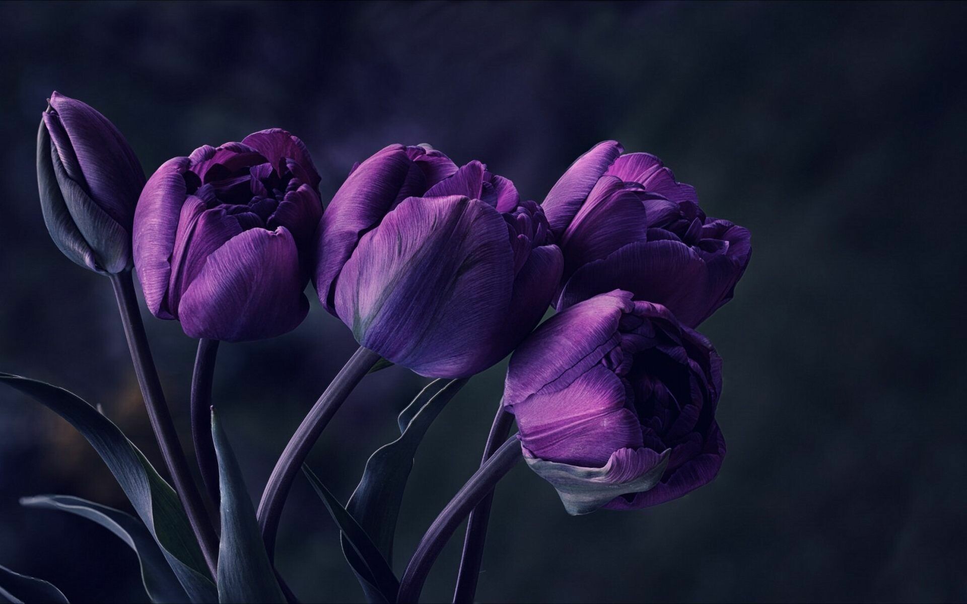 Dark tulip, Striking and dramatic, Elegance in darkness, Mysterious beauty, 1920x1200 HD Desktop