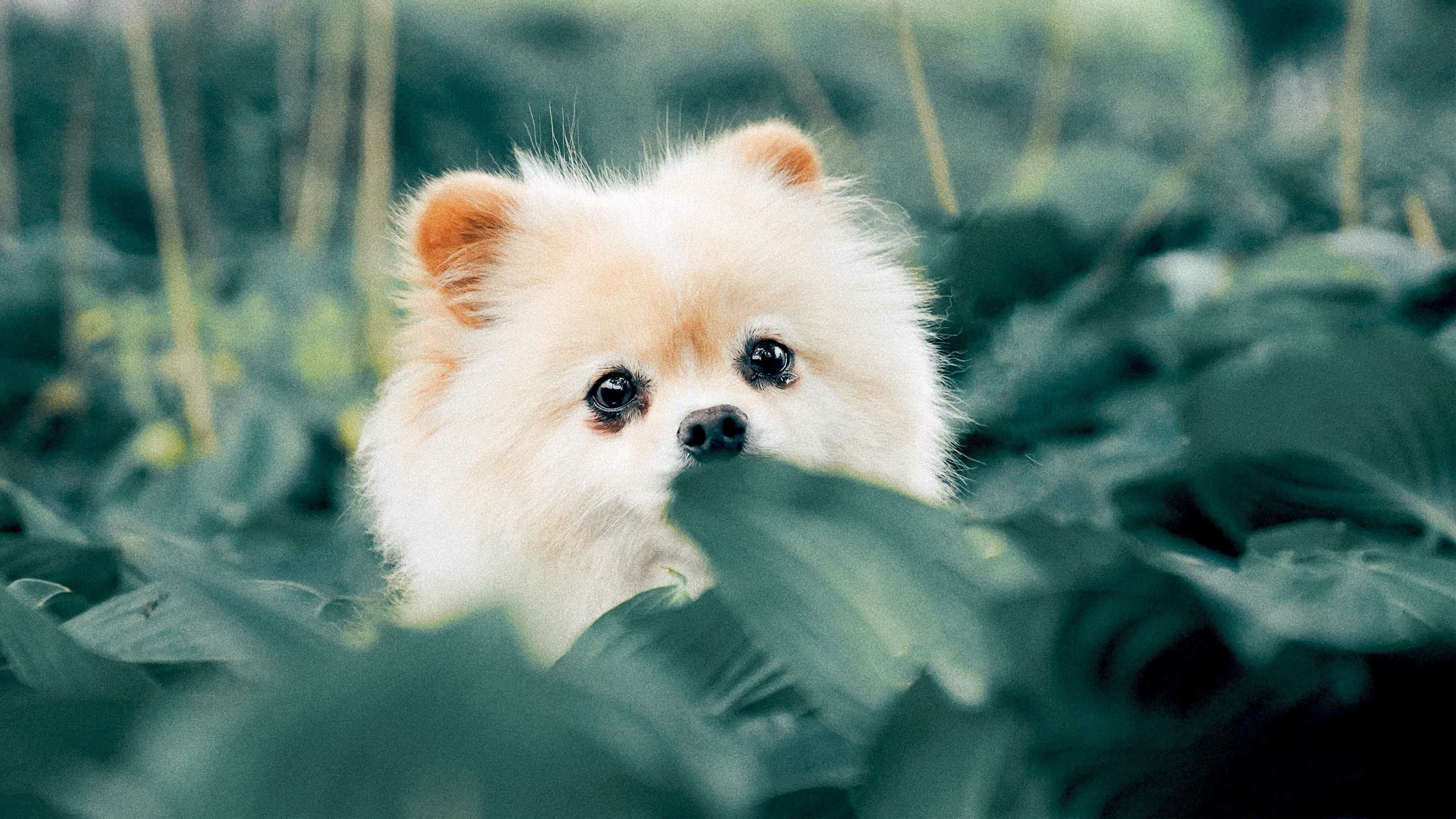 Spitz, Puppies Wallpaper, 3840x2160 4K Desktop