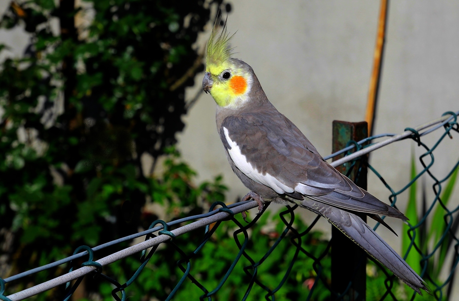 Cockatiel wallpapers, Adorable bird companions, Feathered friends, Beautiful avian photographs, 1930x1270 HD Desktop