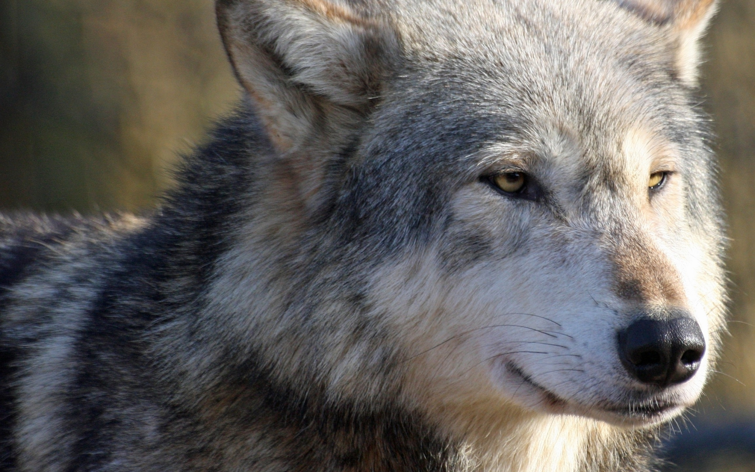 Gray Wolf, 7 wallpaper, Animal wallpapers, 47133, 2560x1600 HD Desktop