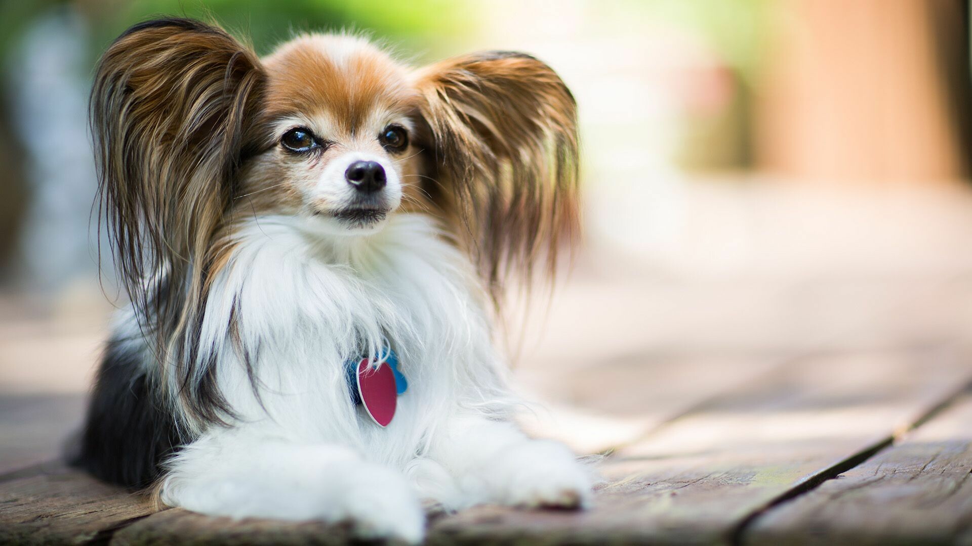 Papillon Dog, Dog breed, 1920x1080 Full HD Desktop