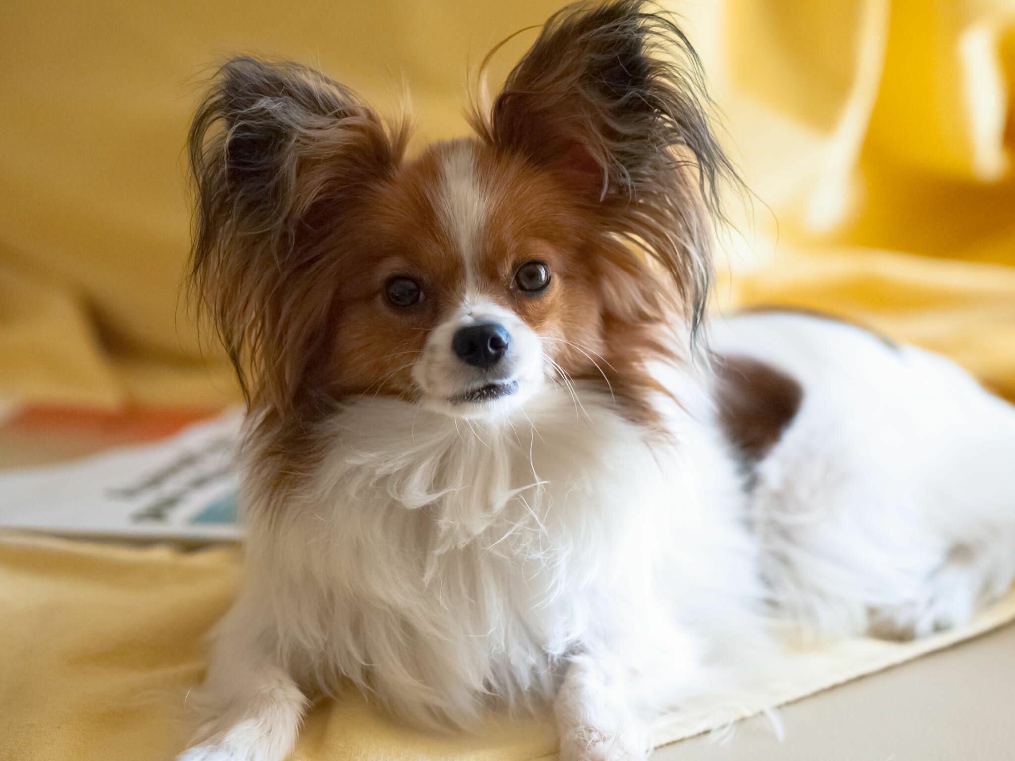 Papillon Dog, Top-quality backgrounds, Lovely pet, Best wallpapers, 2050x1540 HD Desktop