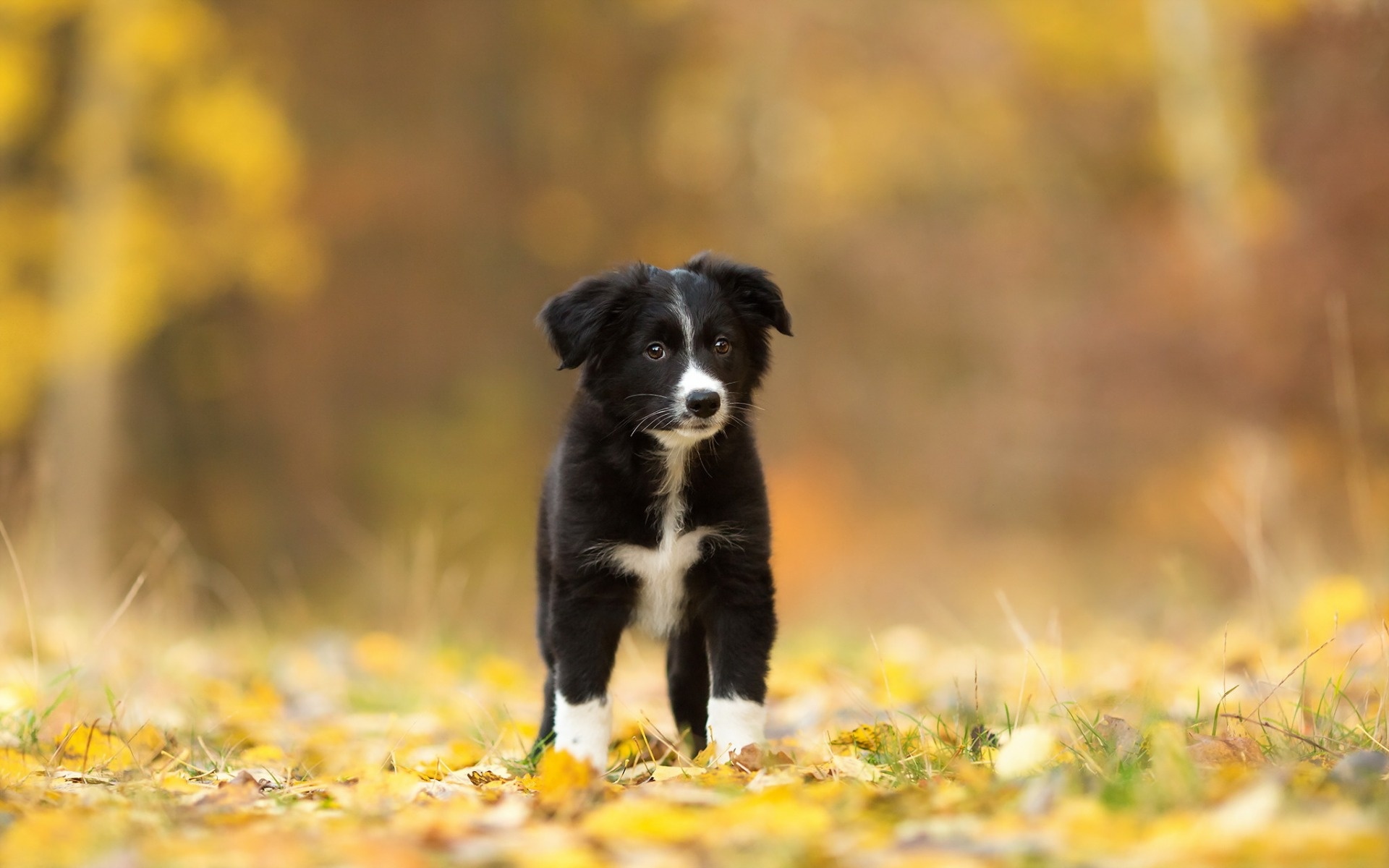 Loyal companion, Border Collie breed, Playful fetcher, Intelligent herder, 1920x1200 HD Desktop