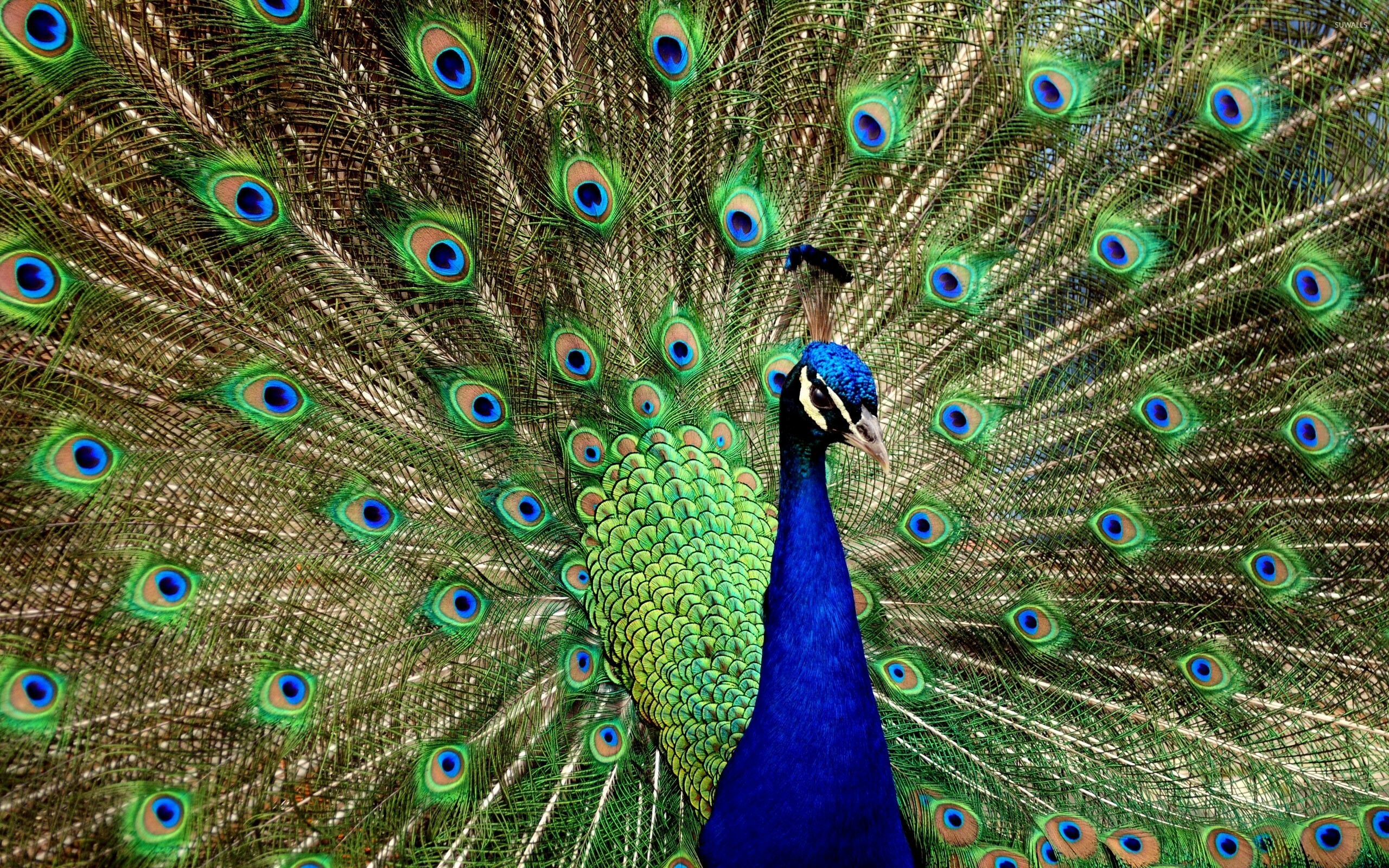 Indian, Peacocks Wallpaper, 2560x1600 HD Desktop