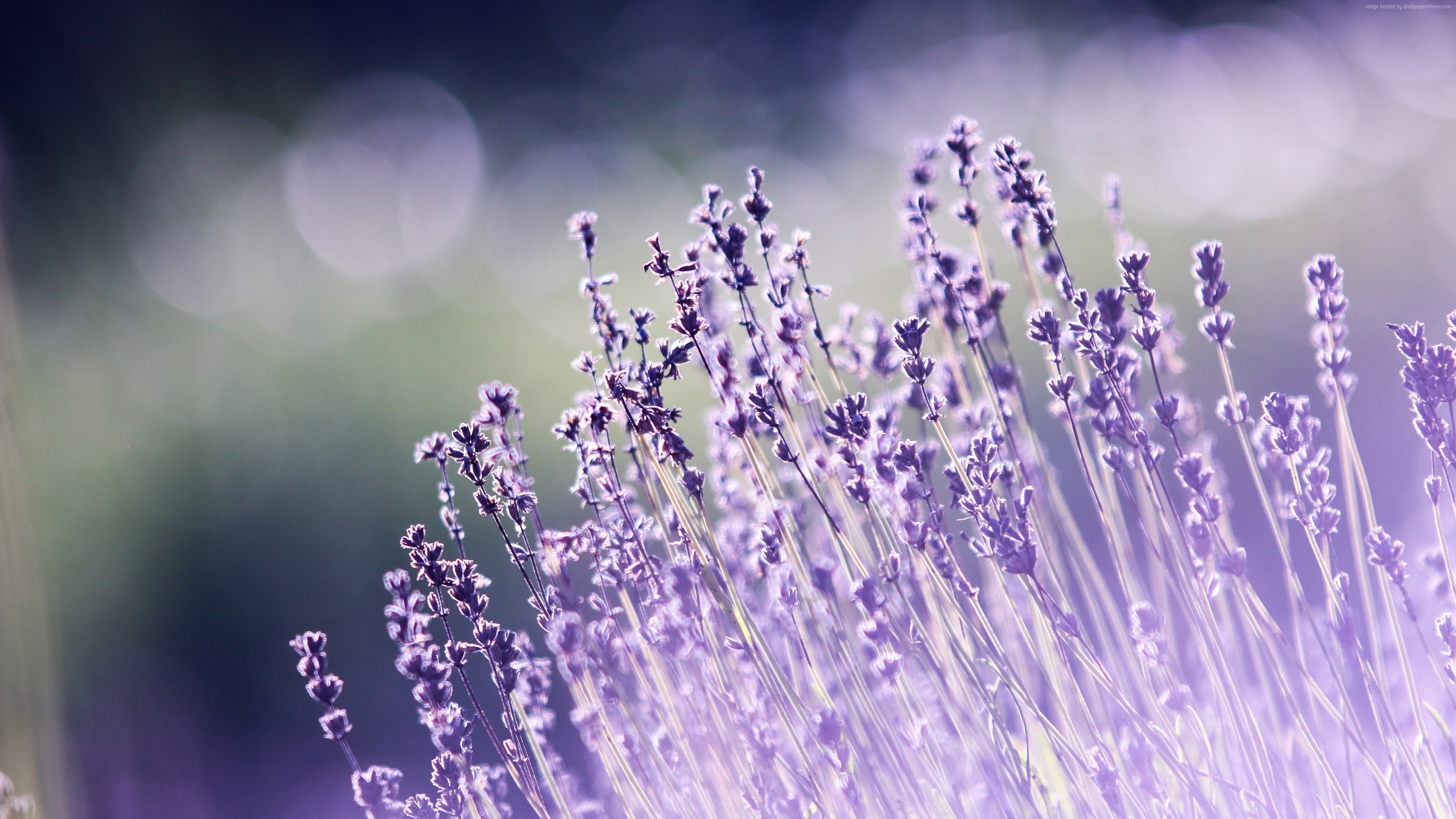 Aesthetic beauty, Lavender desktop, Serene vibes, Natural essence, 3840x2160 4K Desktop