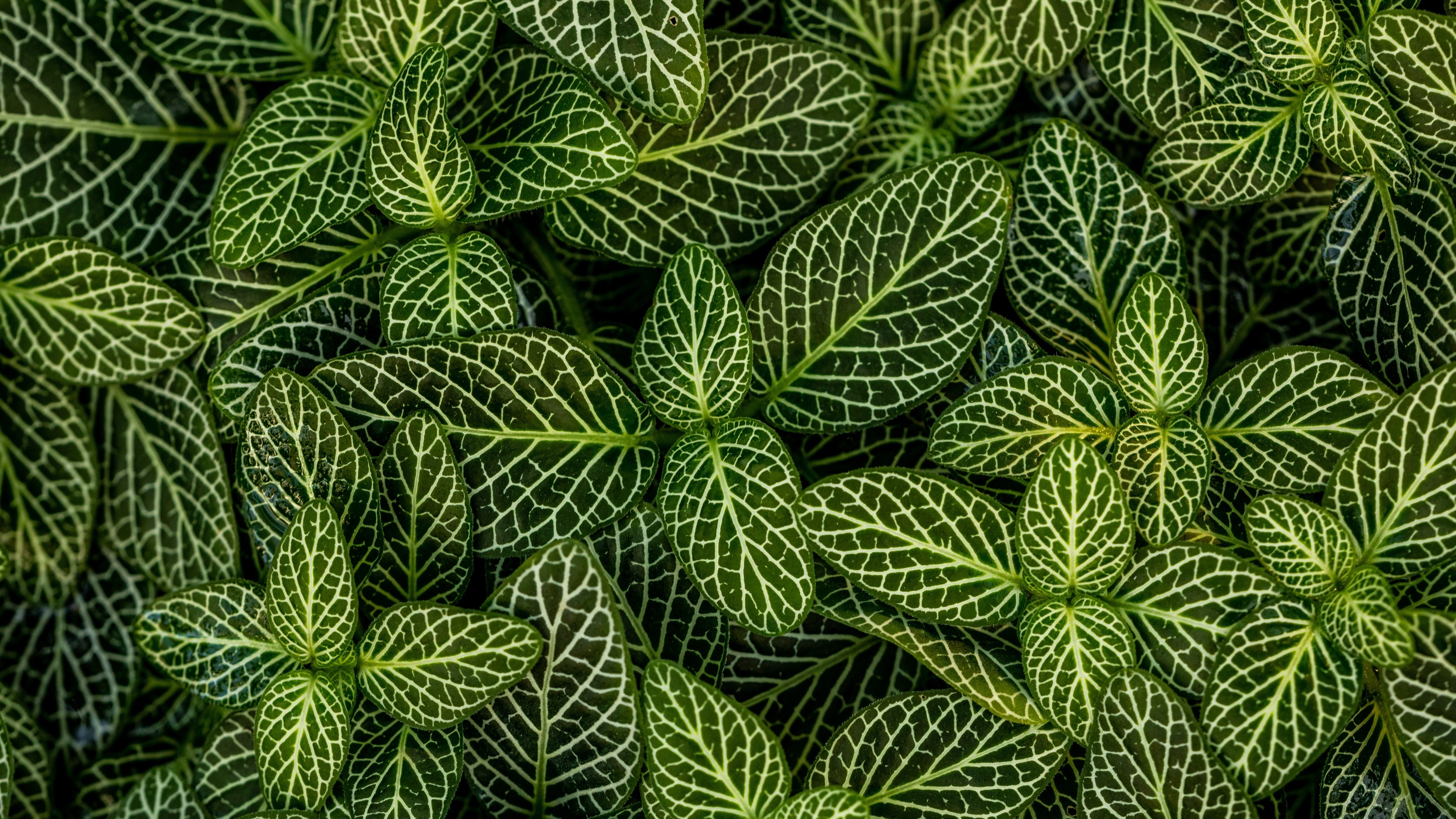 Fittonia albivenis, Green Leaf Wallpaper, 3840x2160 4K Desktop