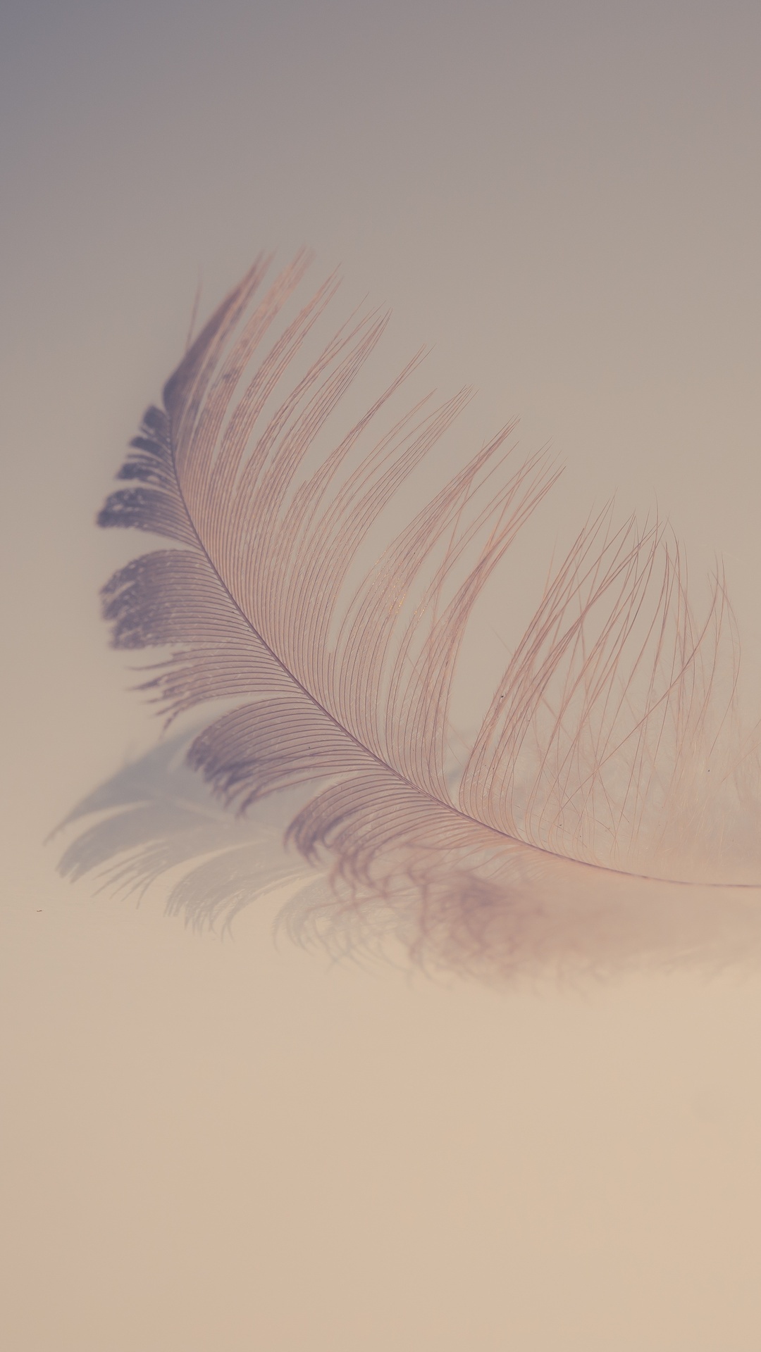 Soft feather, 5K resolution, iPhone and Android wallpaper, Gentle aesthetics, 1080x1920 Full HD Phone