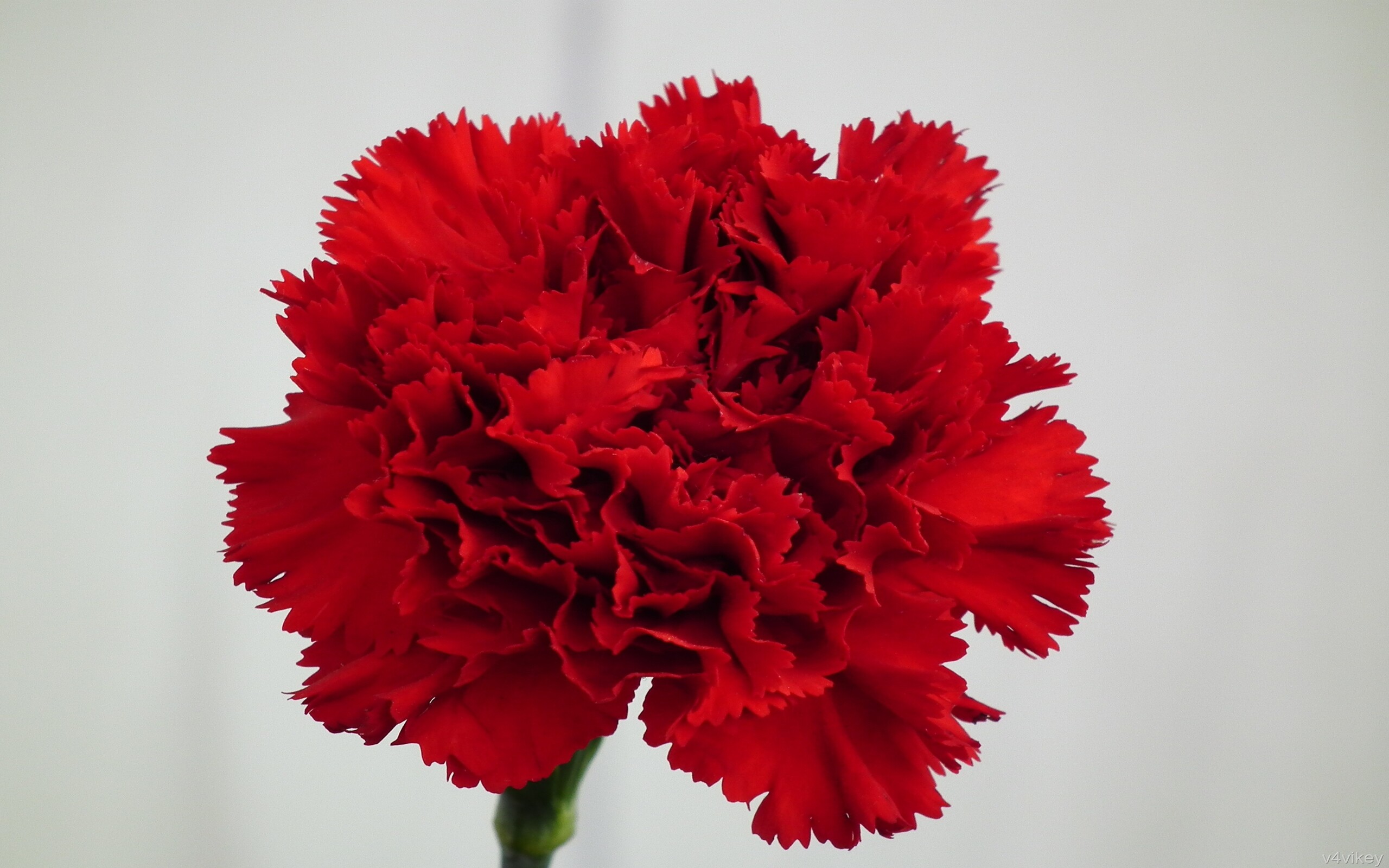 Red carnations, Dark beauty, Floral wallpaper, Nature's masterpiece, 2560x1600 HD Desktop